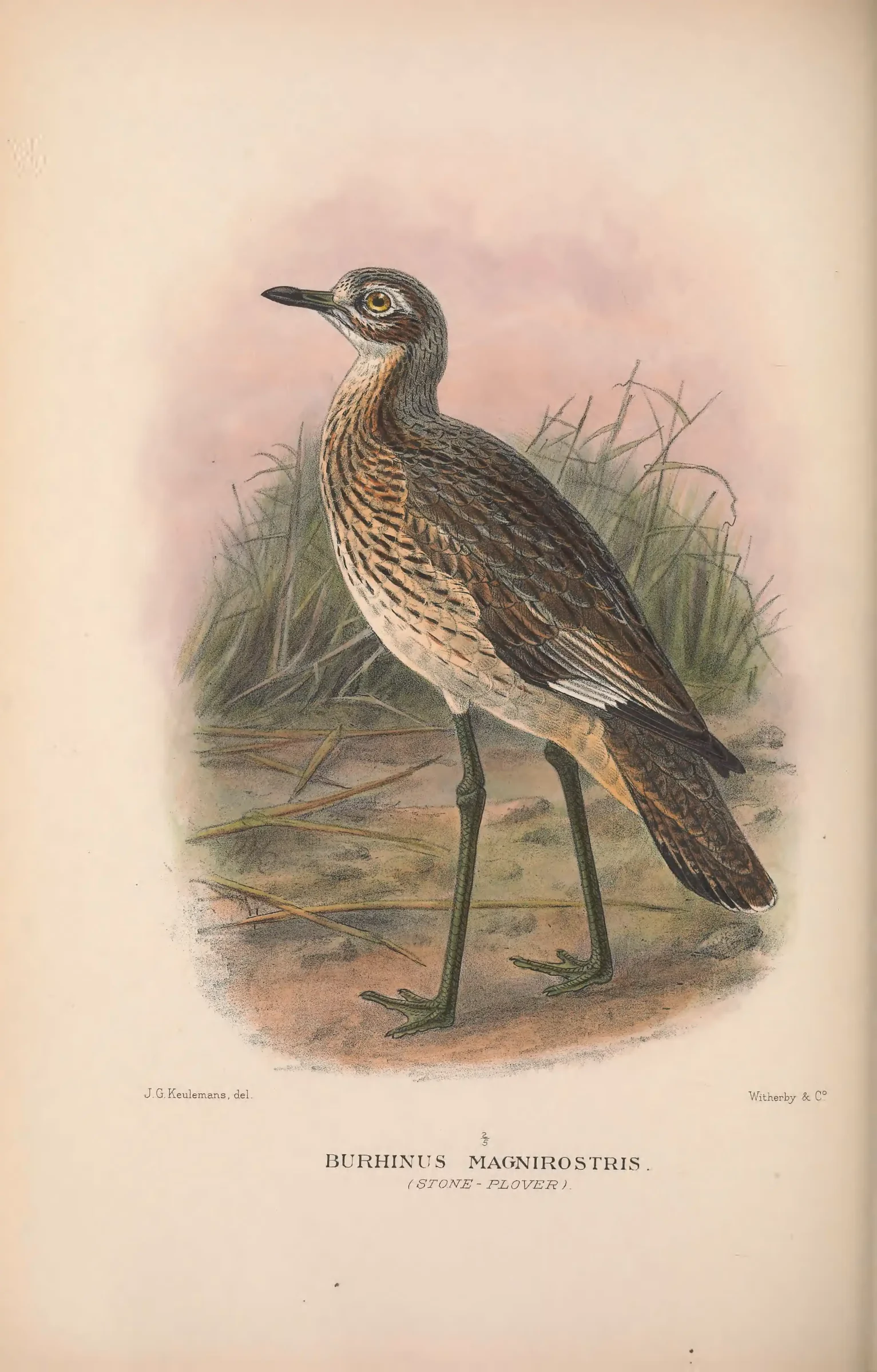 Historical bird plate: Beach Stone-curlew