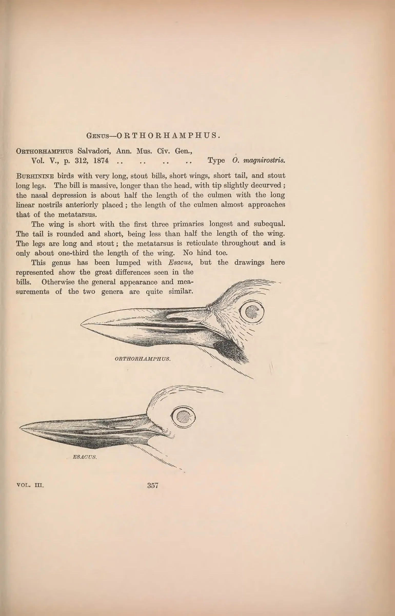 Historical bird plate: Beach Stone-curlew