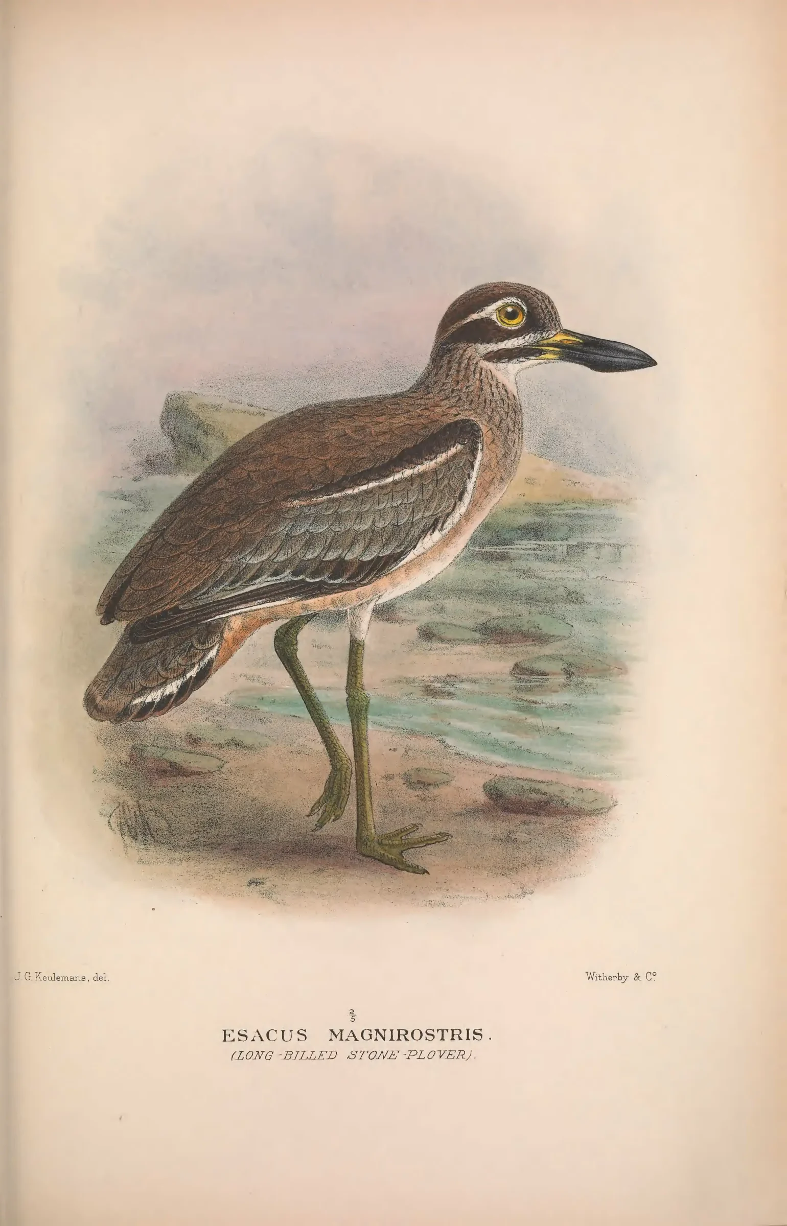 Historical bird plate: Beach Stone-curlew