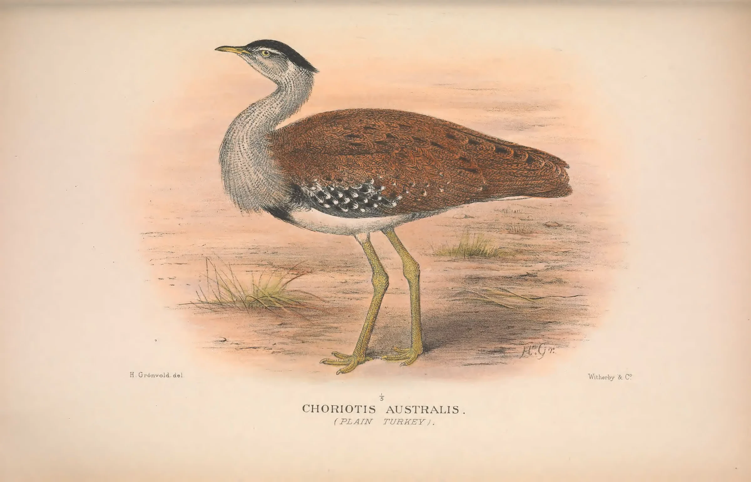 Historical bird plate: Australian Bustard