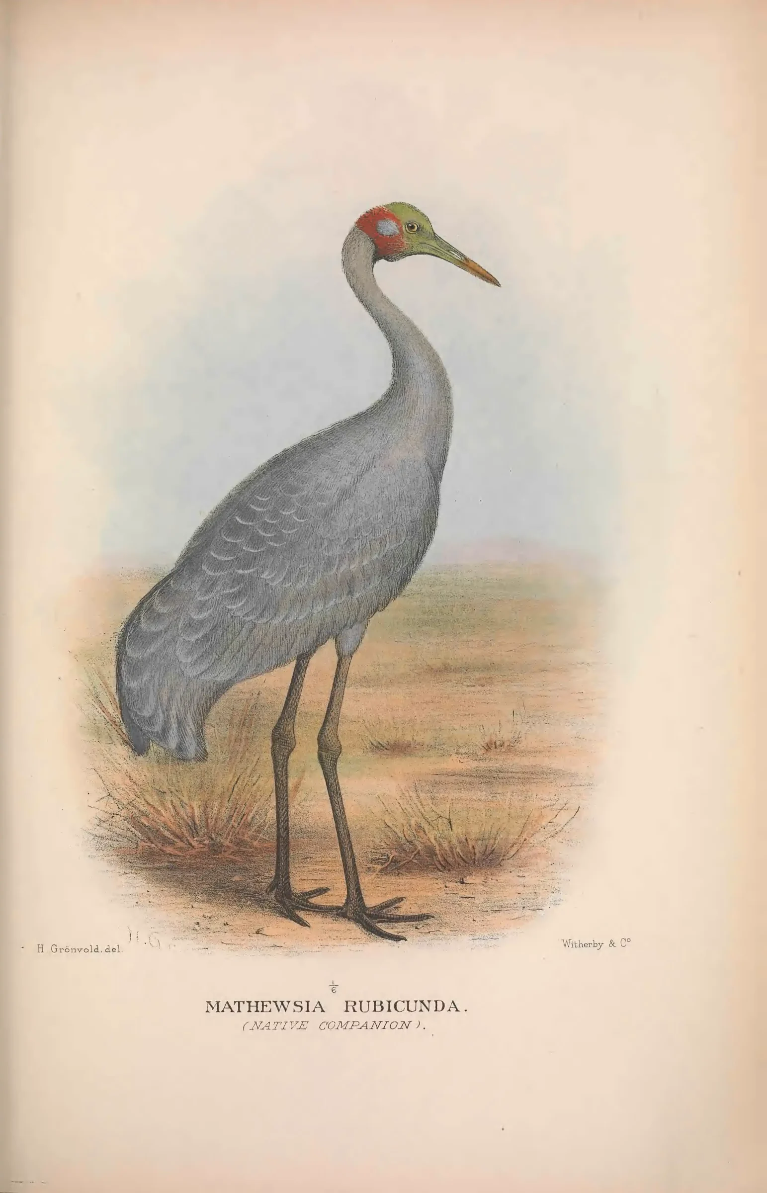 Unresolved historical bird plate from The Birds of Australia