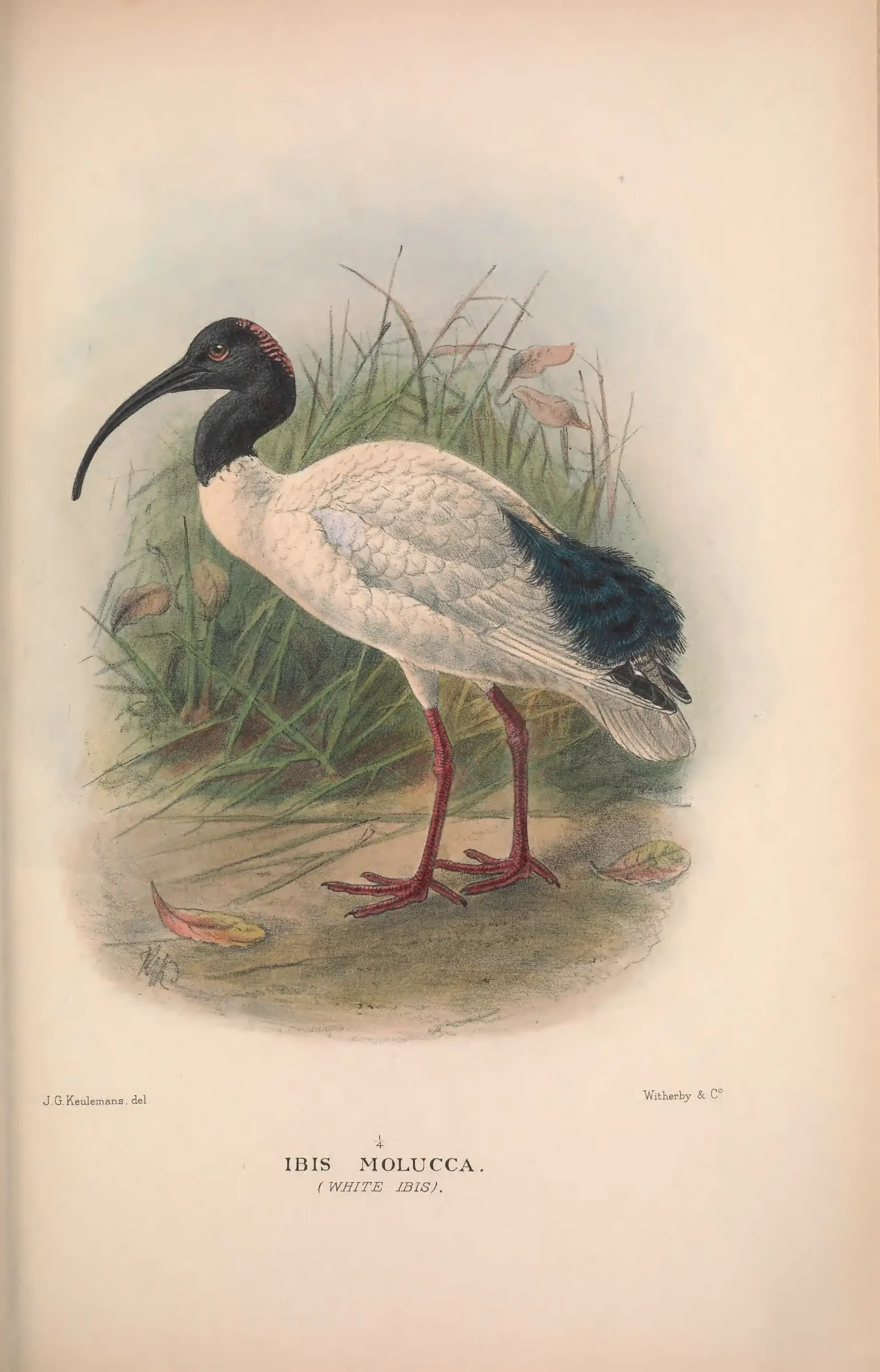 Historical bird plate: Australian White Ibis