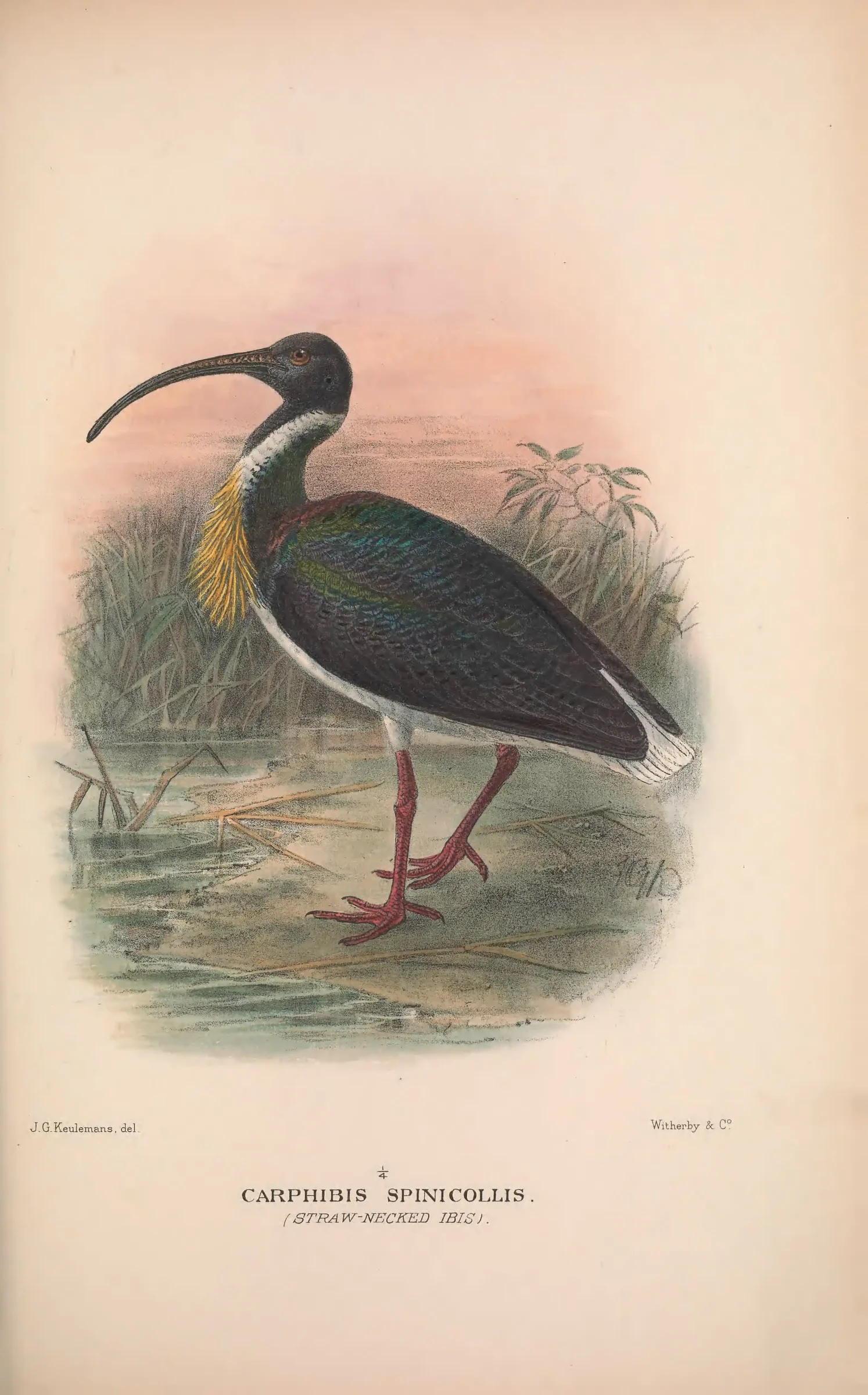 Historical bird plate: Straw-necked Ibis