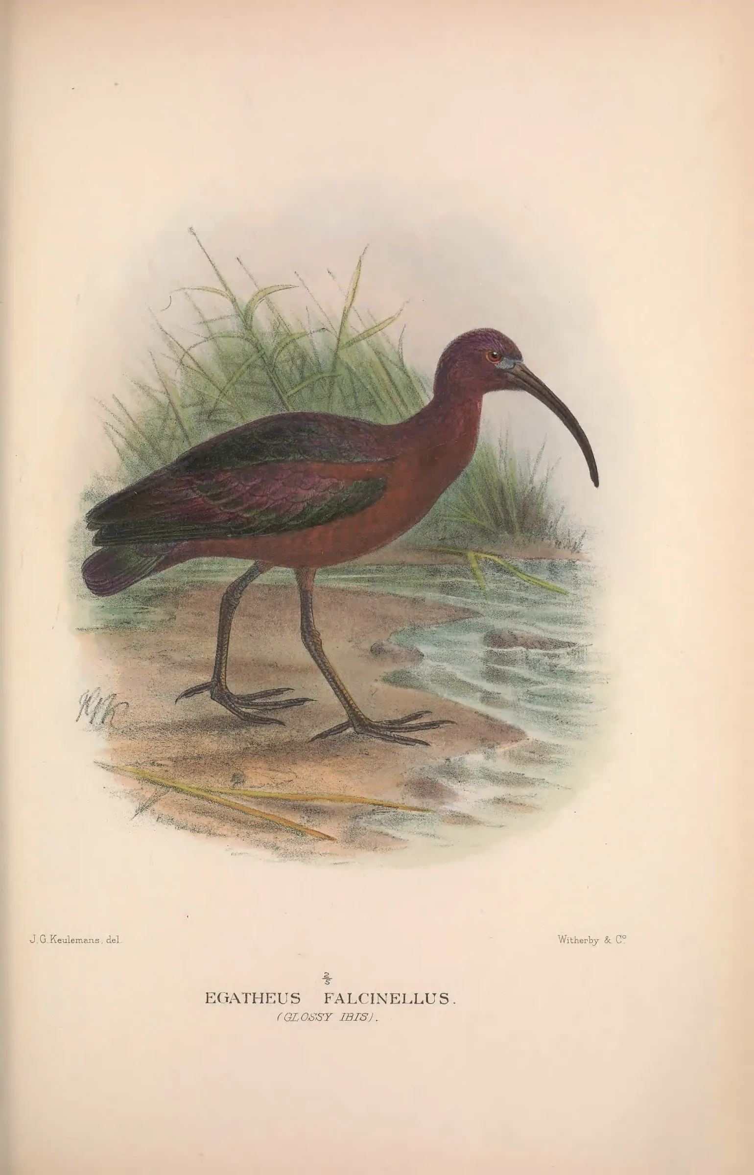 Historical bird plate: Glossy Ibis