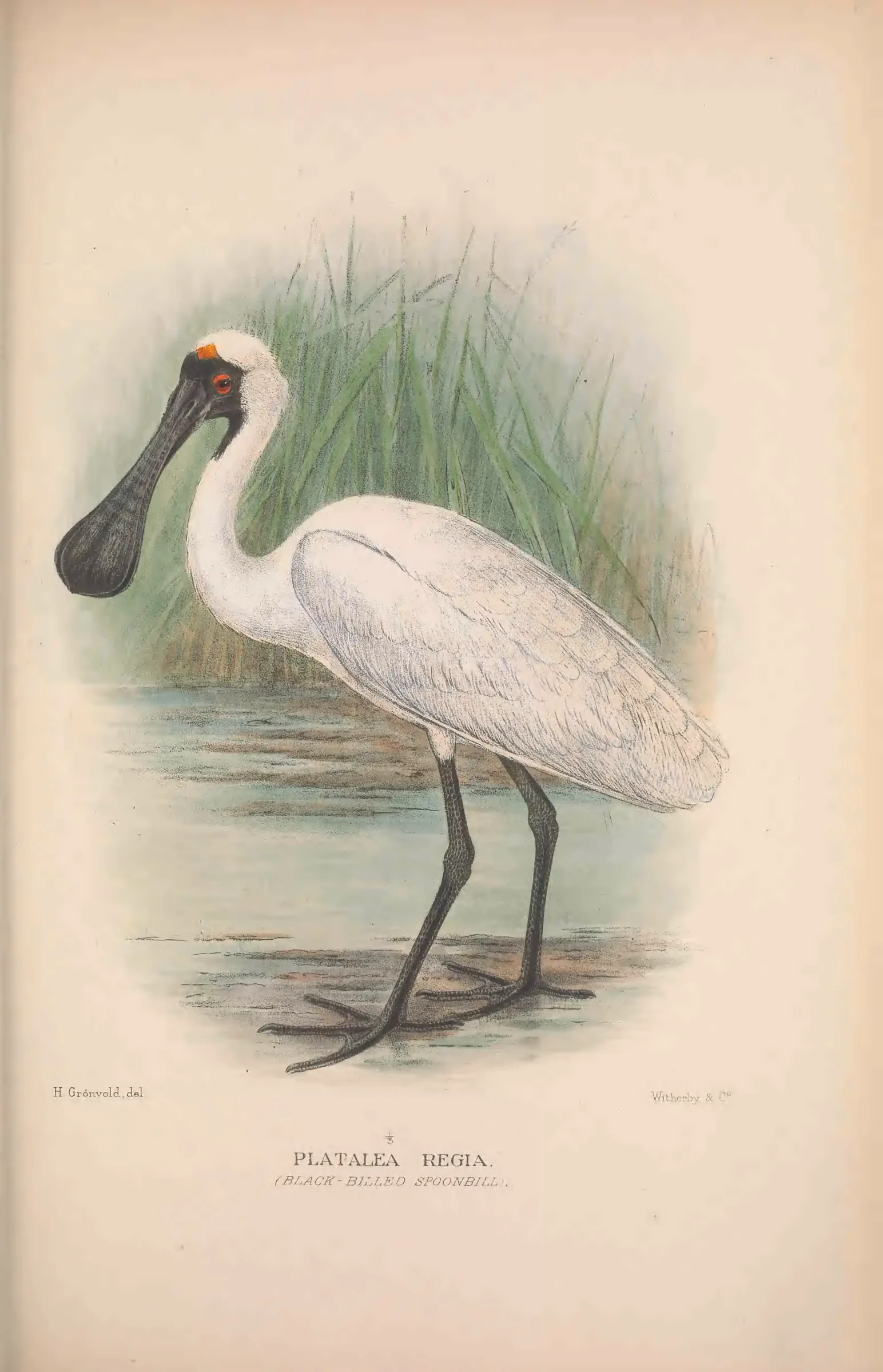 Historical bird plate: Royal Spoonbill