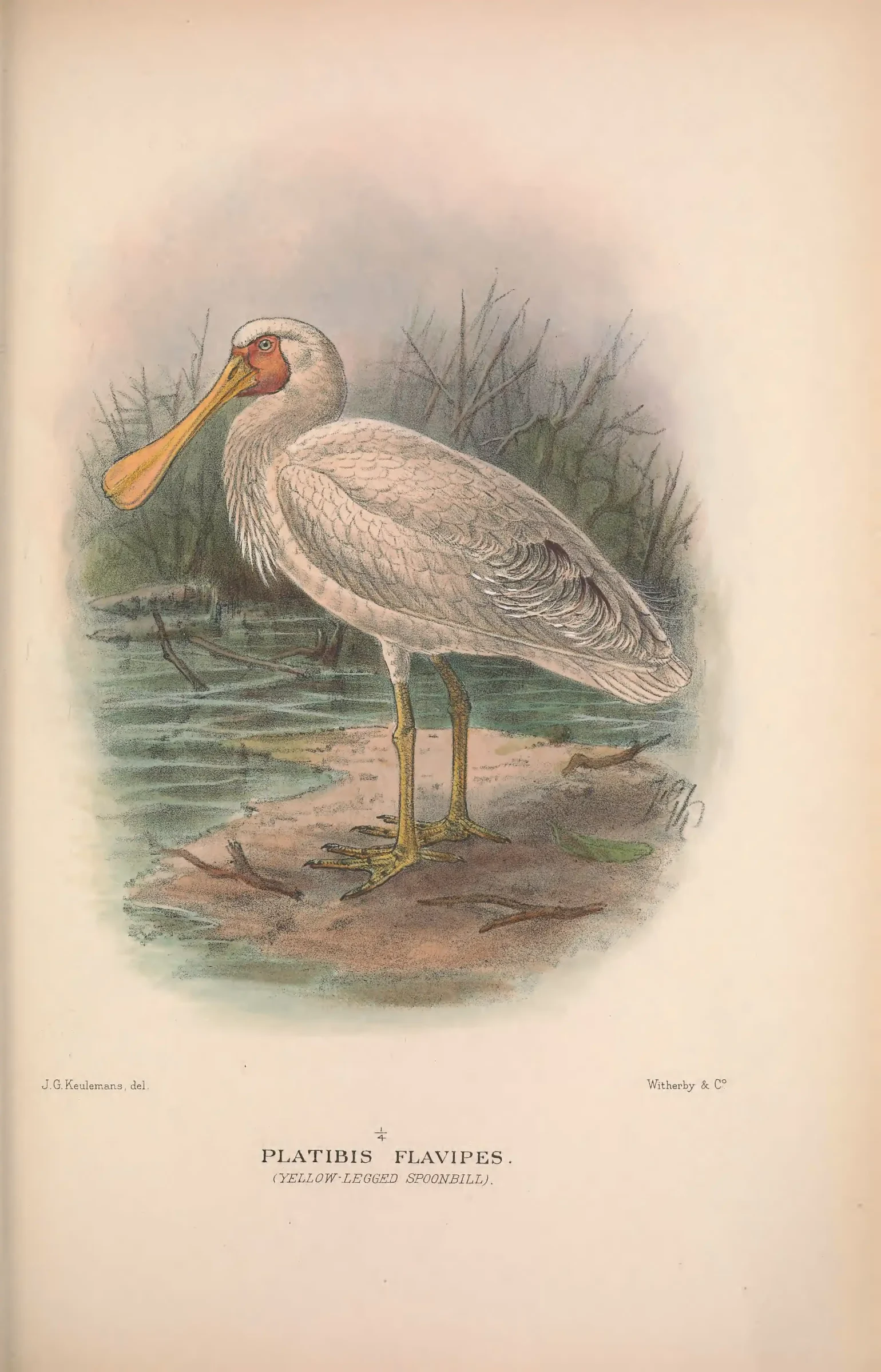 Historical bird plate: Yellow-billed Spoonbill