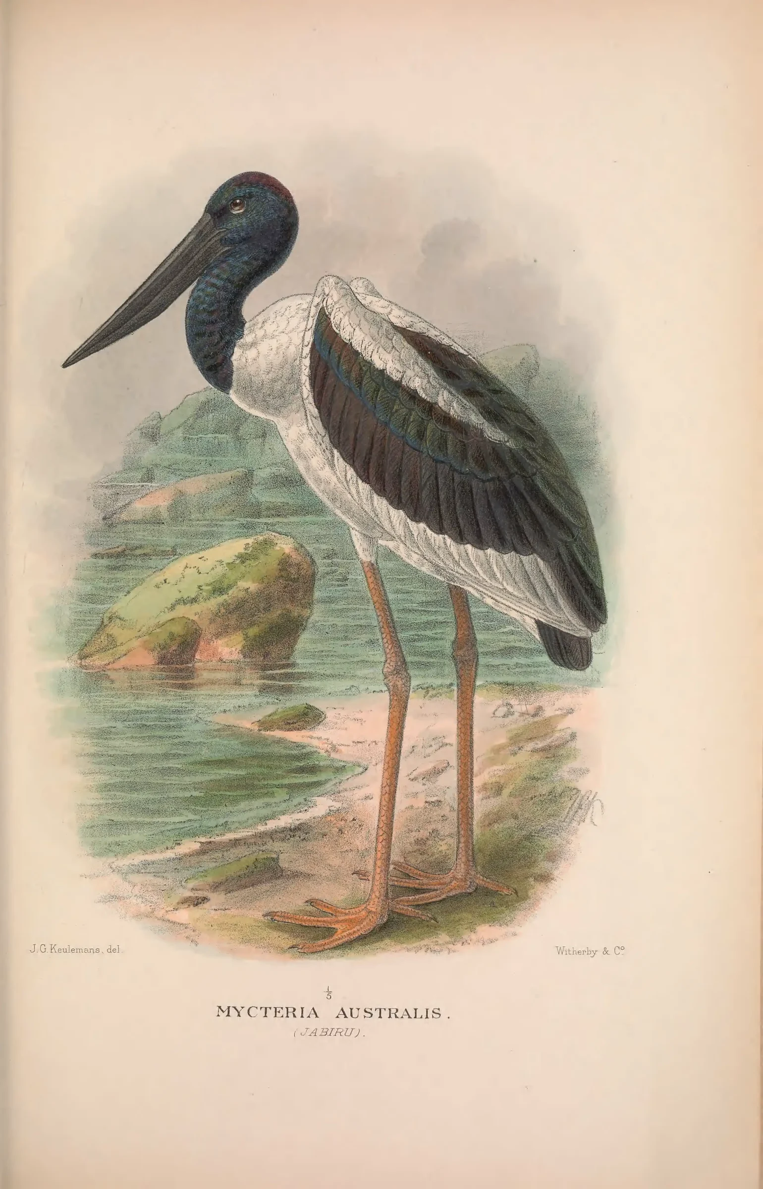 Historical bird plate: Black-necked Stork