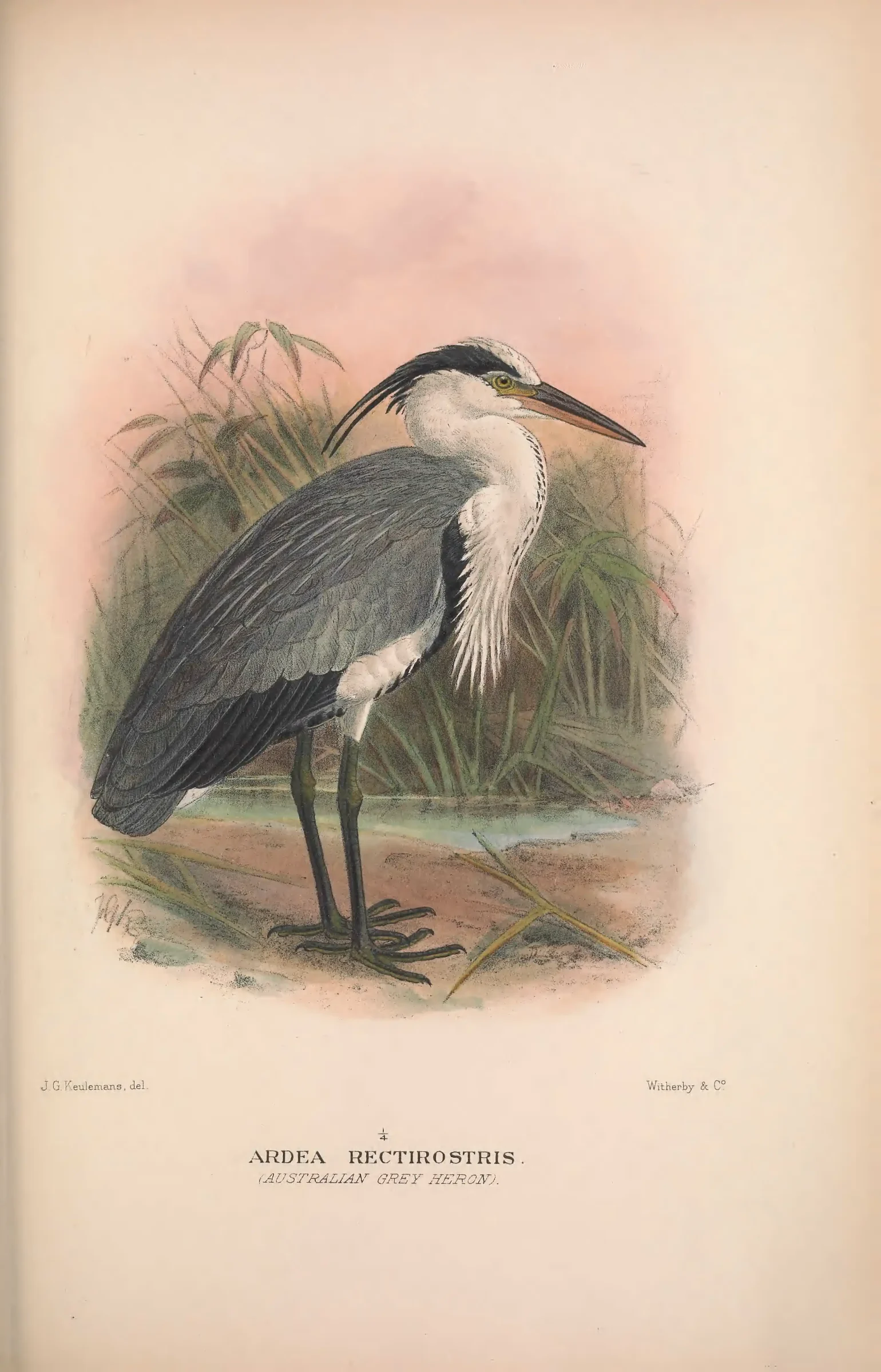 Historical bird plate: Great-billed Heron