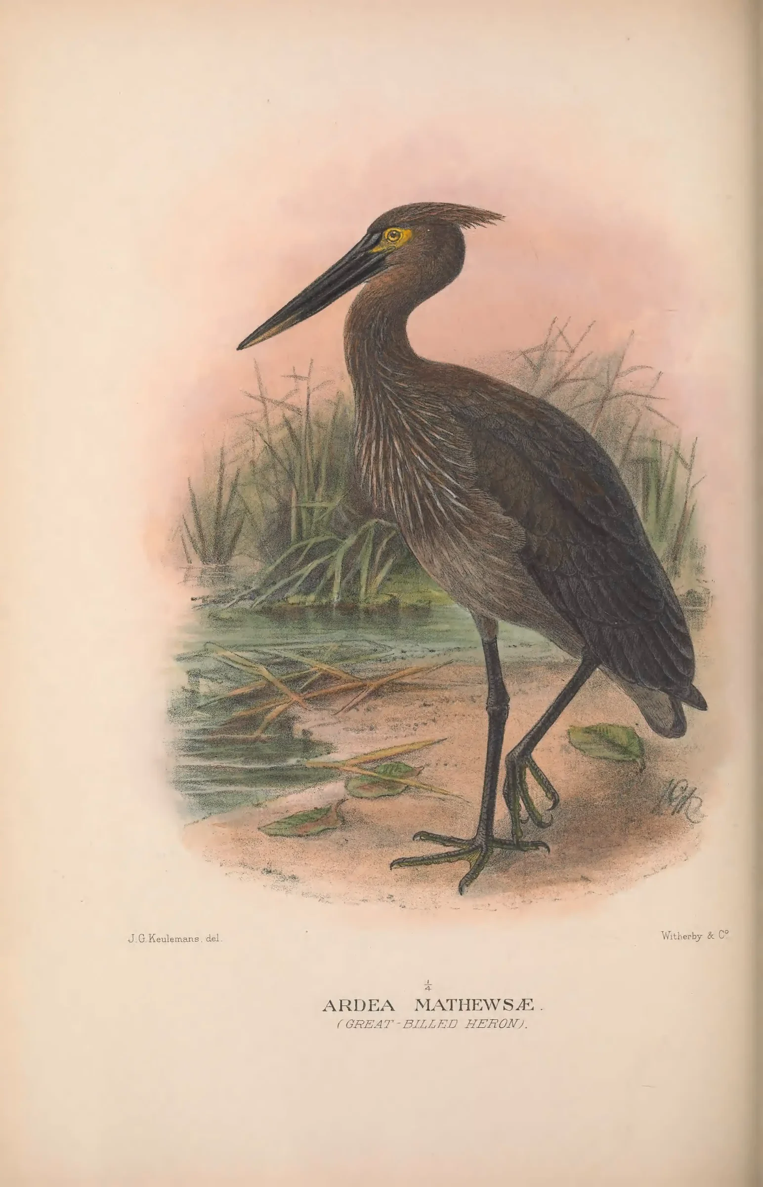 Unresolved historical bird plate from The Birds of Australia