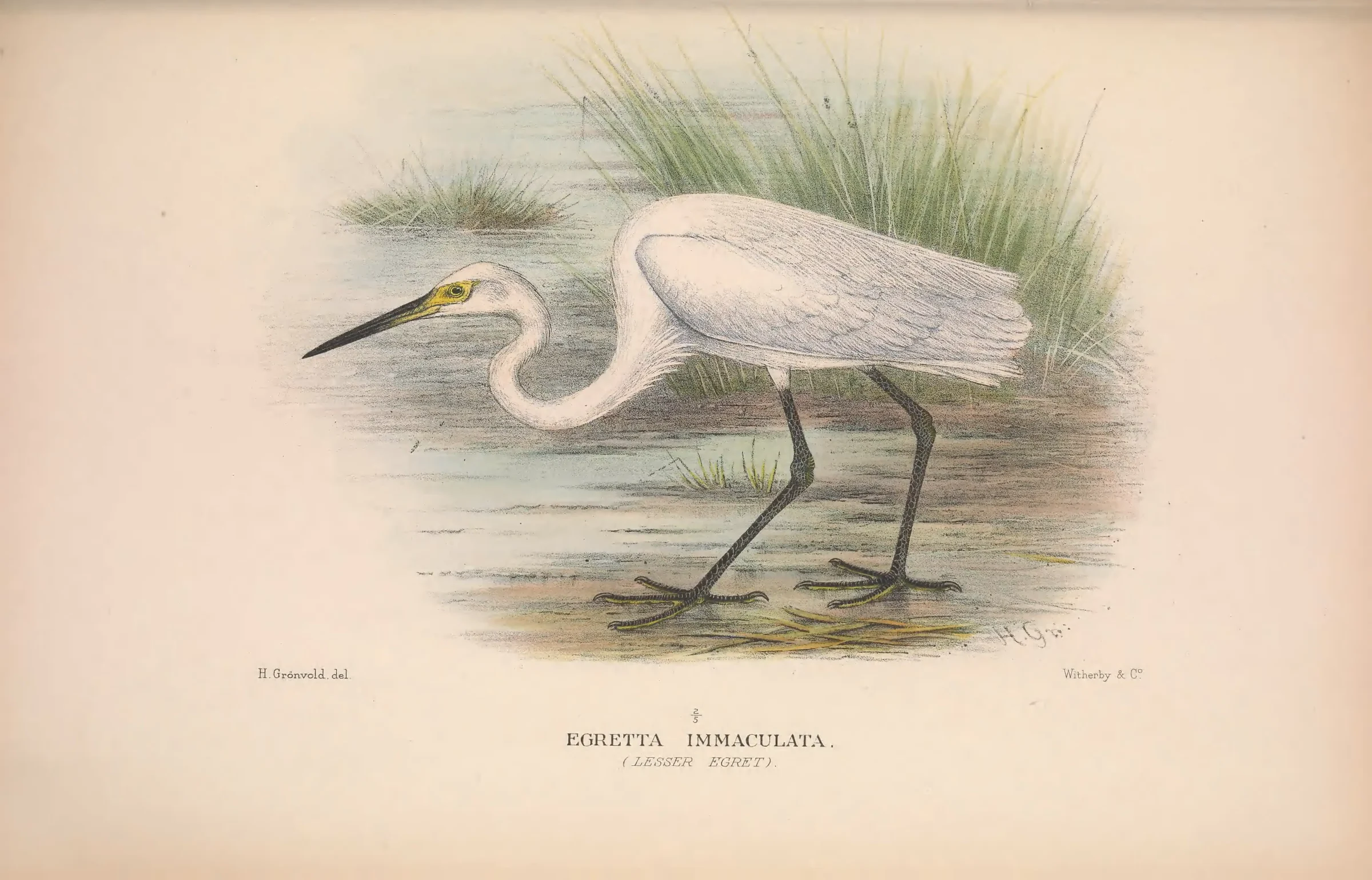 Historical bird plate: Little Egret