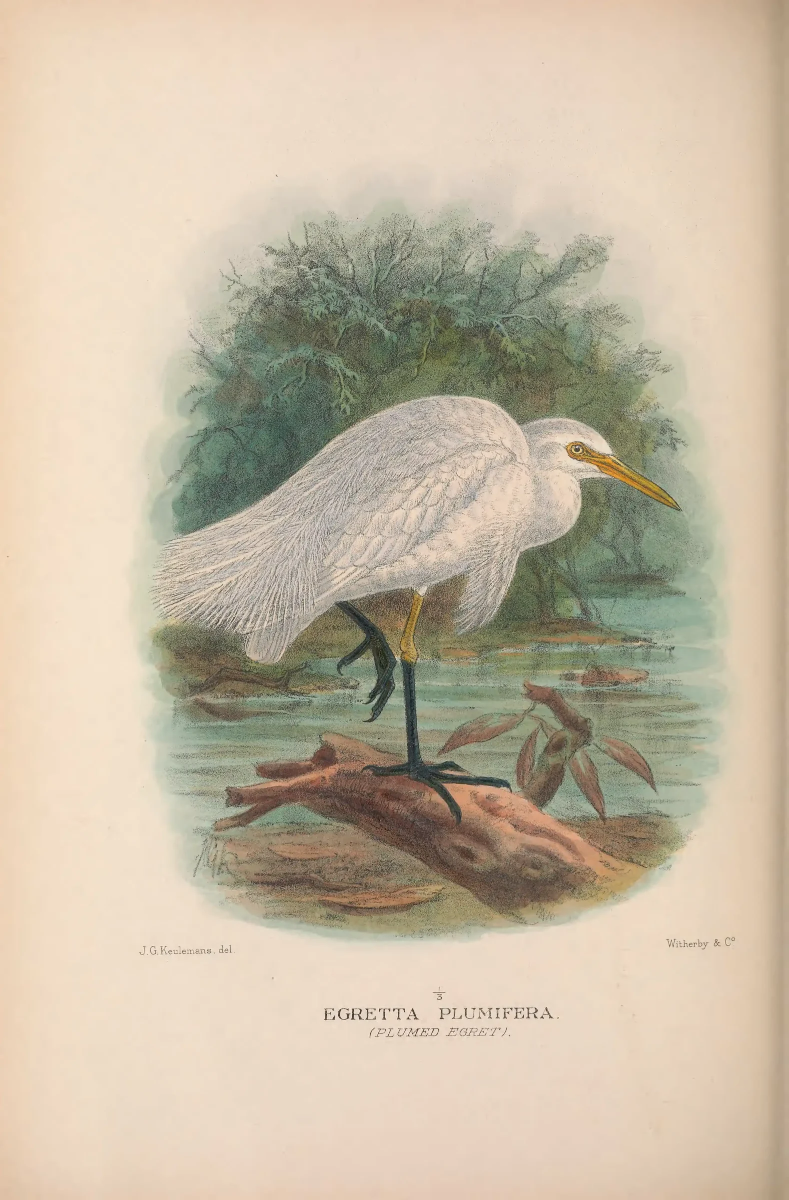 Historical bird plate: Plumed Egret