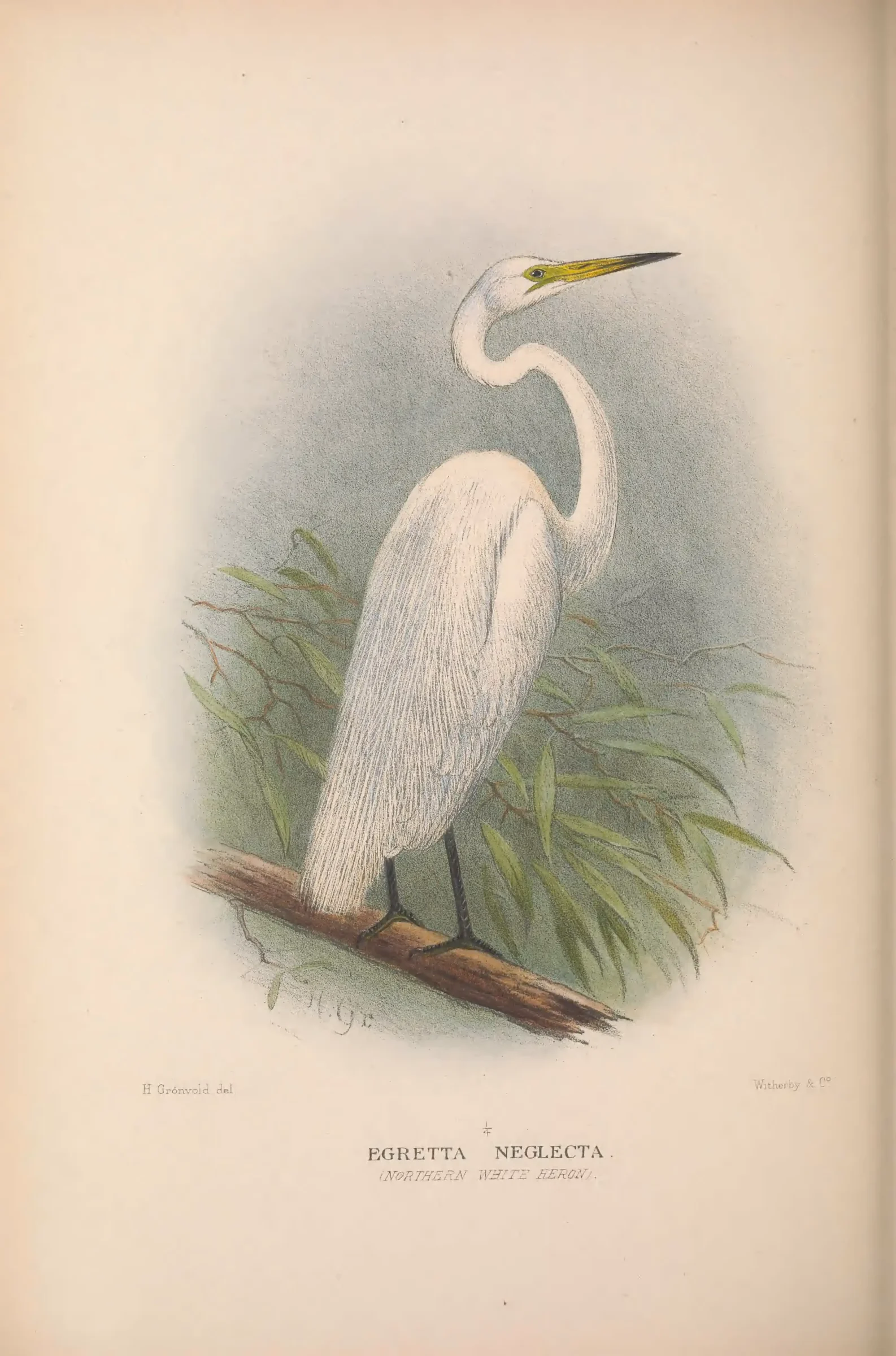Historical bird plate: Pacific Reef Heron
