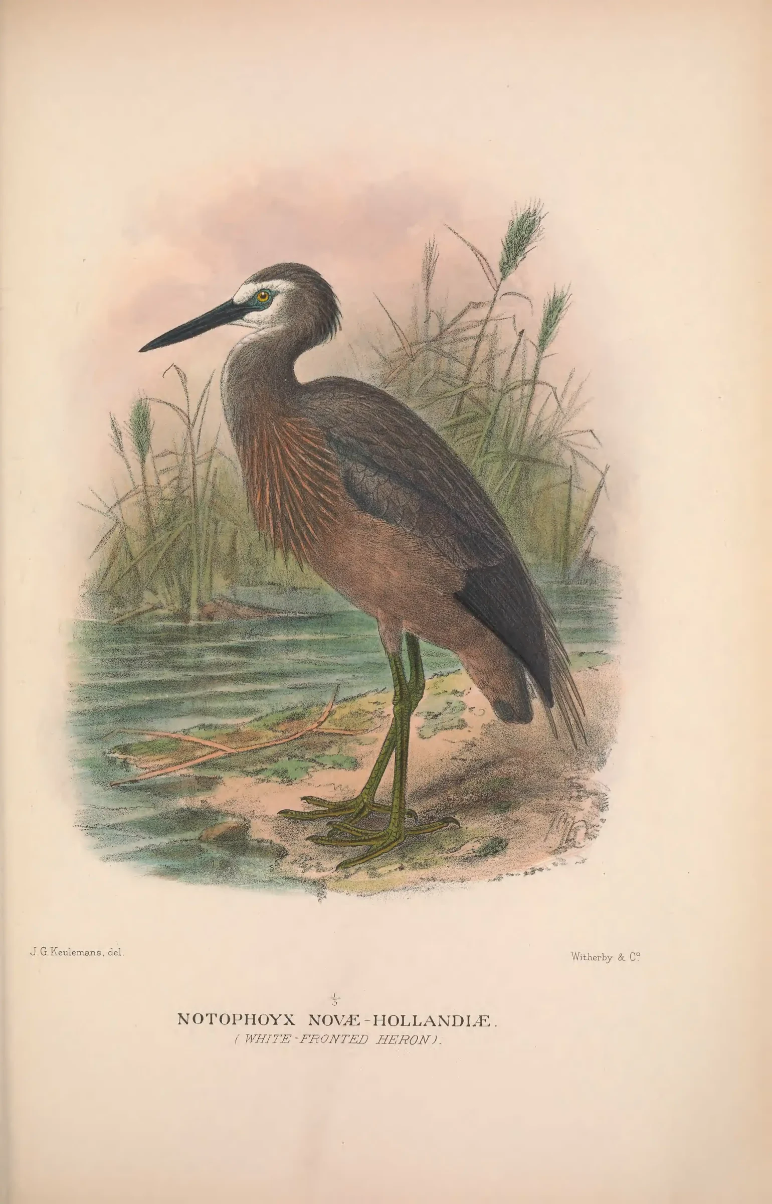 Unresolved historical bird plate from The Birds of Australia