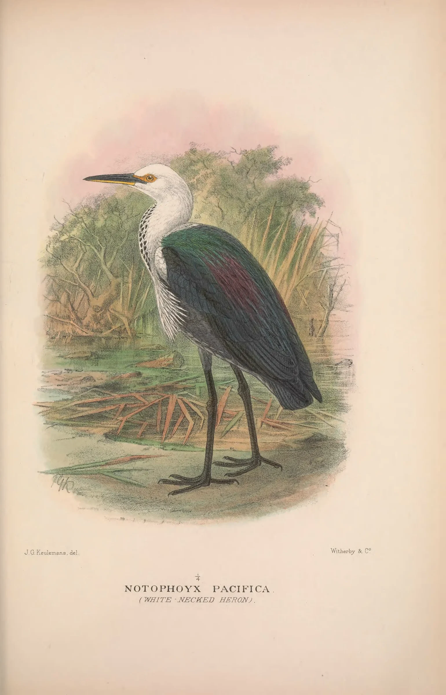 Historical bird plate: White-necked Heron