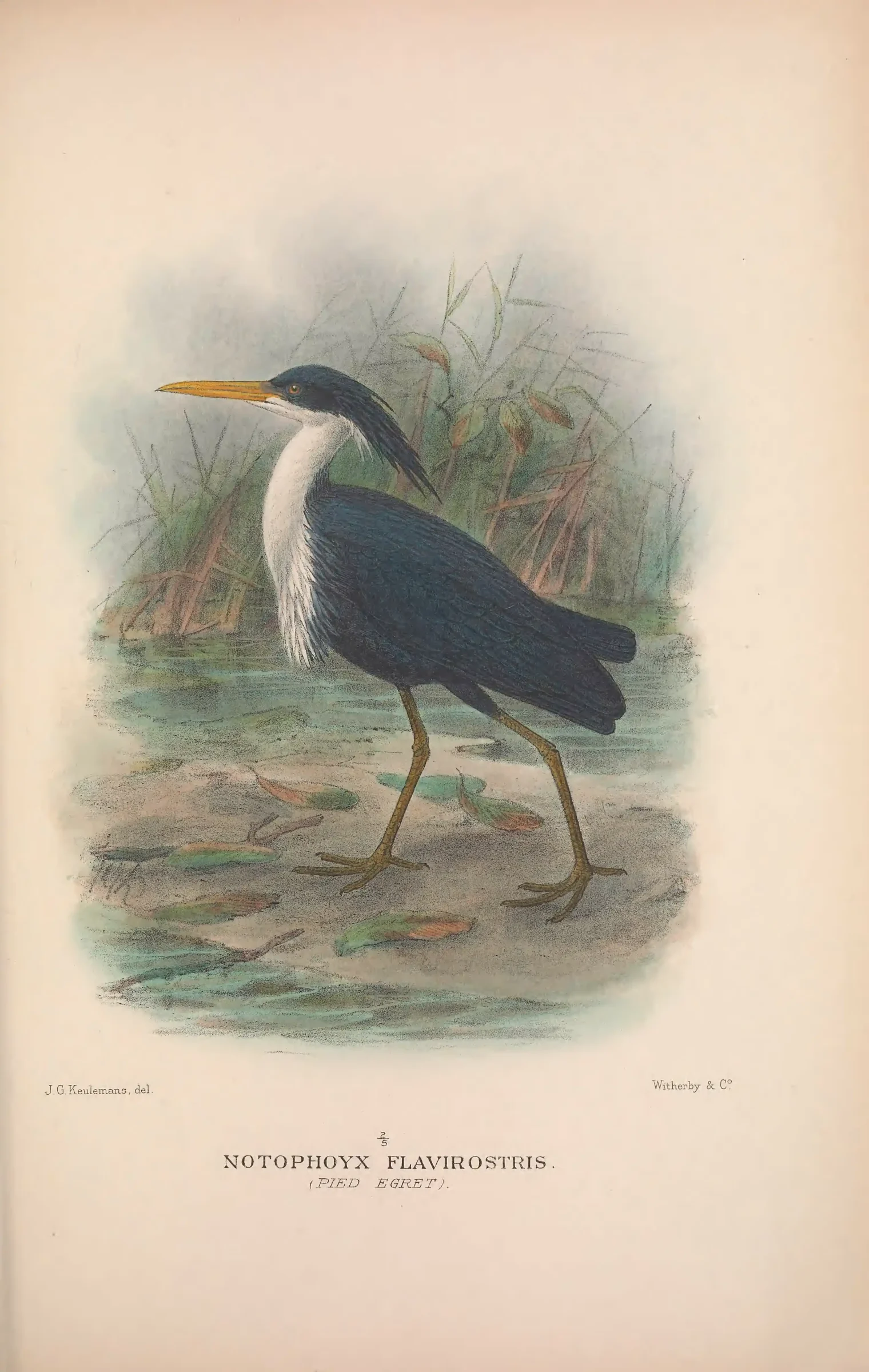 Unresolved historical bird plate from The Birds of Australia