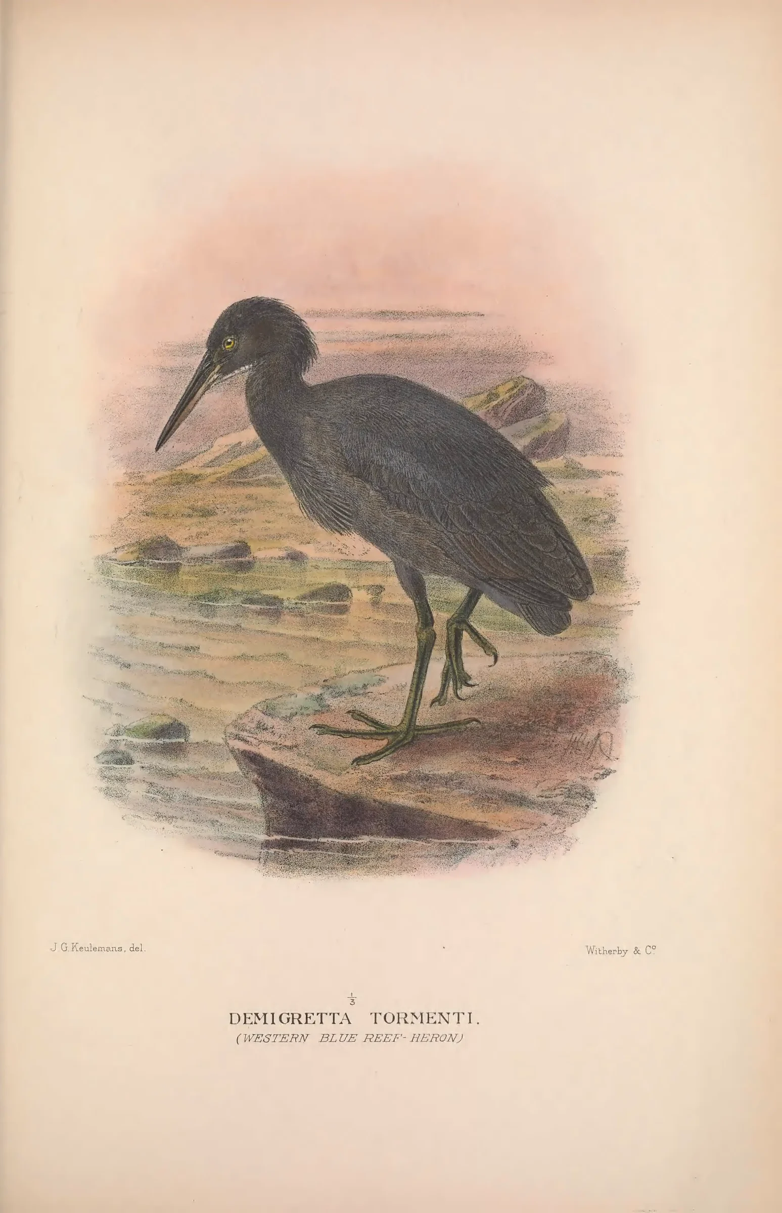 Historical bird plate: Pacific Reef Heron