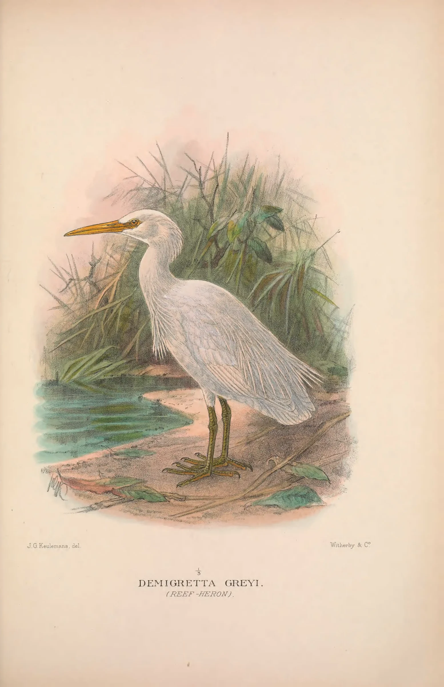 Unresolved historical bird plate from The Birds of Australia