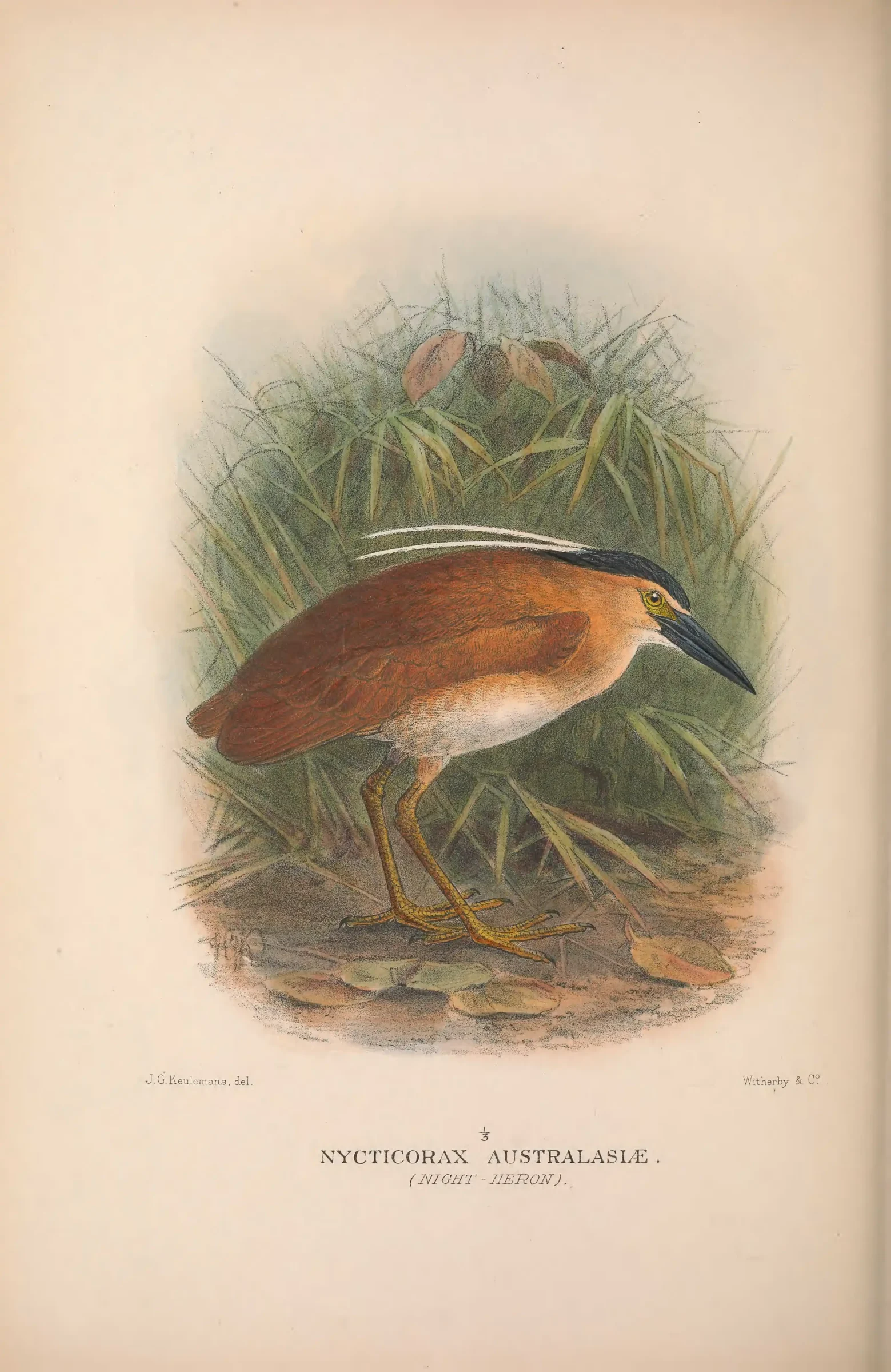 Unresolved historical bird plate from The Birds of Australia