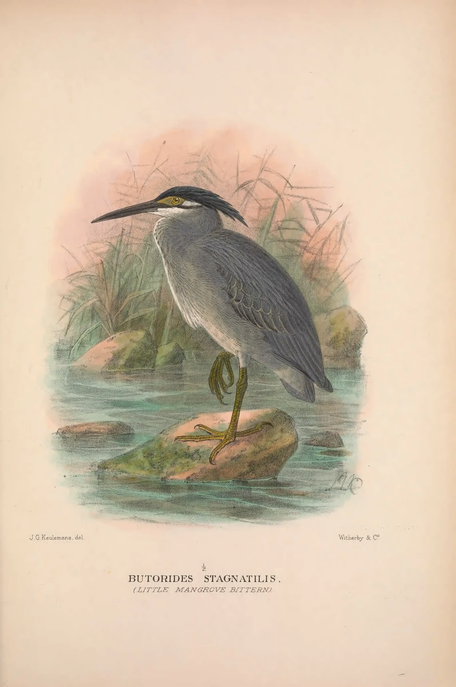 Unresolved historical bird plate from The Birds of Australia