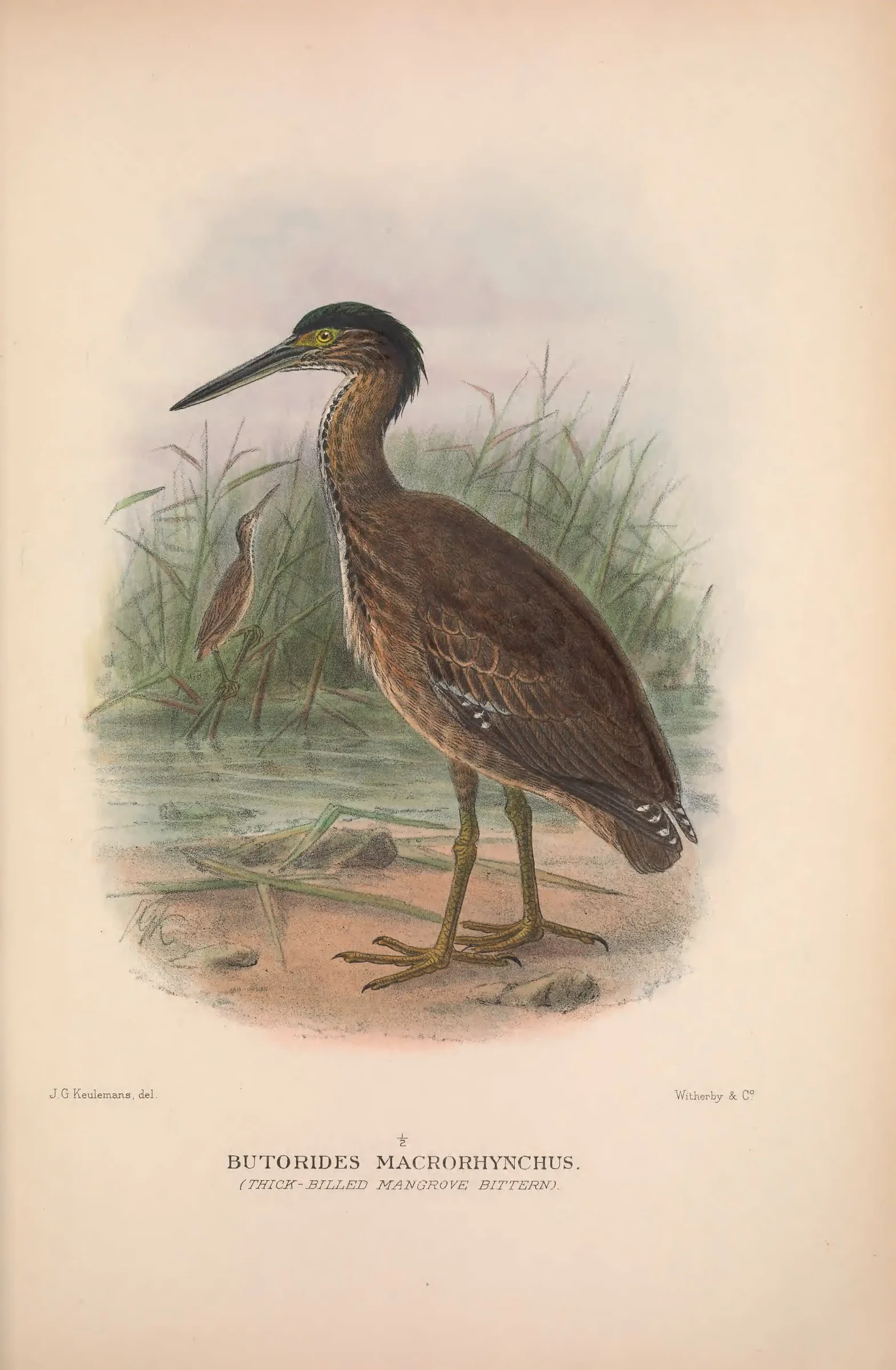Unresolved historical bird plate from The Birds of Australia