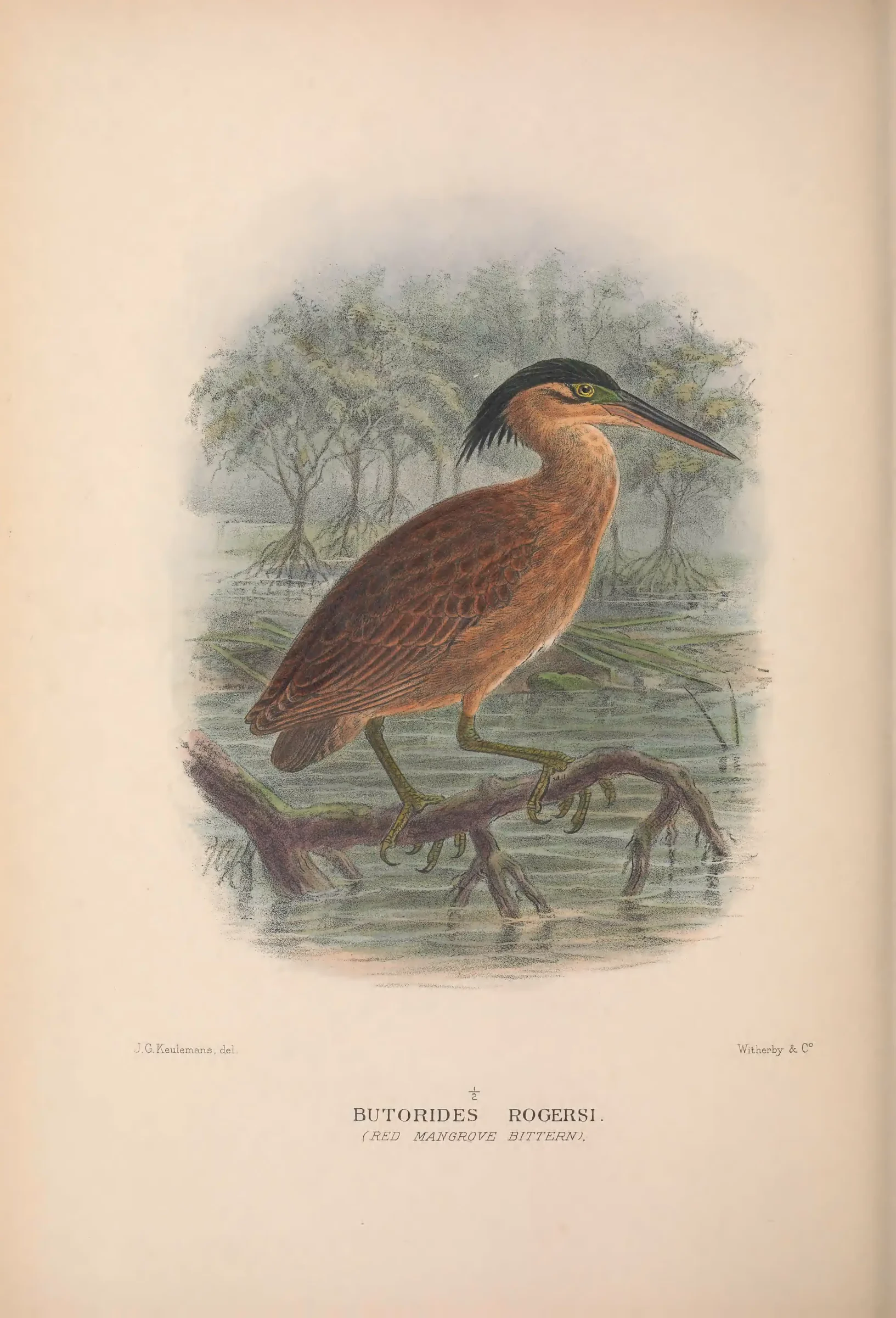 Historical bird plate: Little Heron