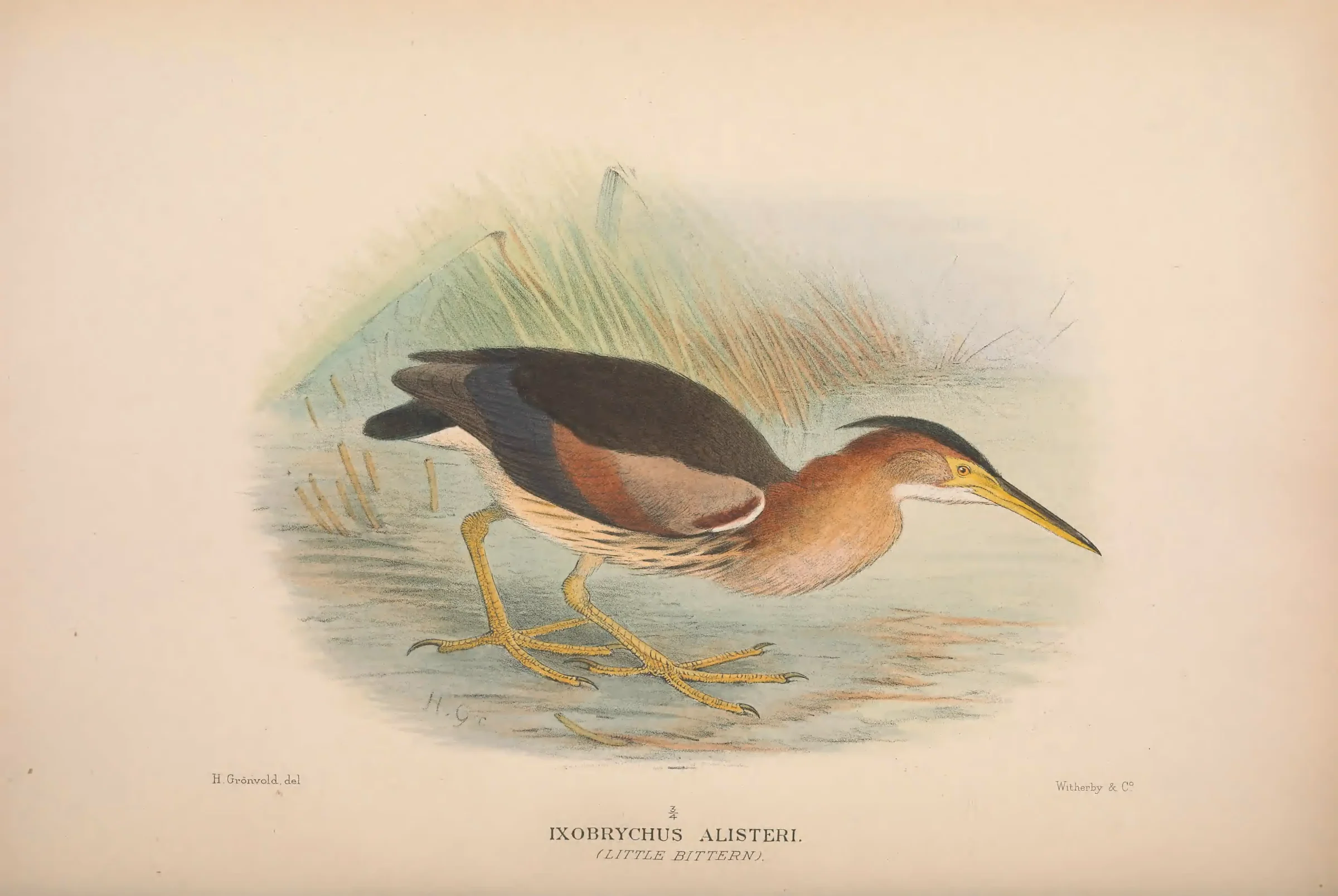Historical bird plate: Black-backed Bittern