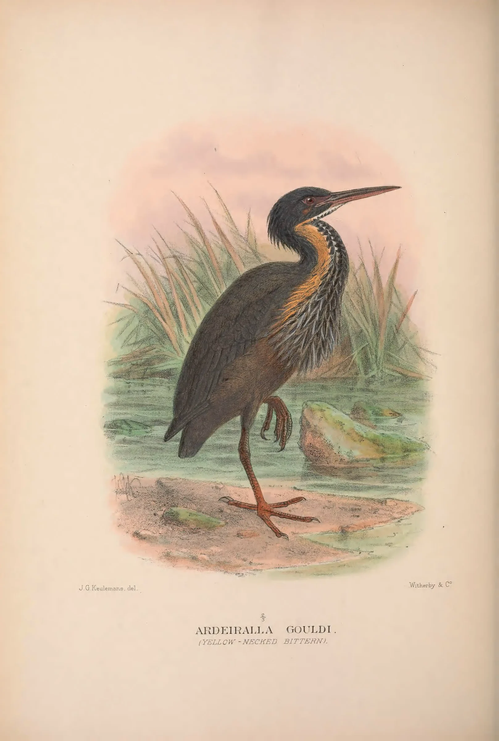 Unresolved historical bird plate from The Birds of Australia