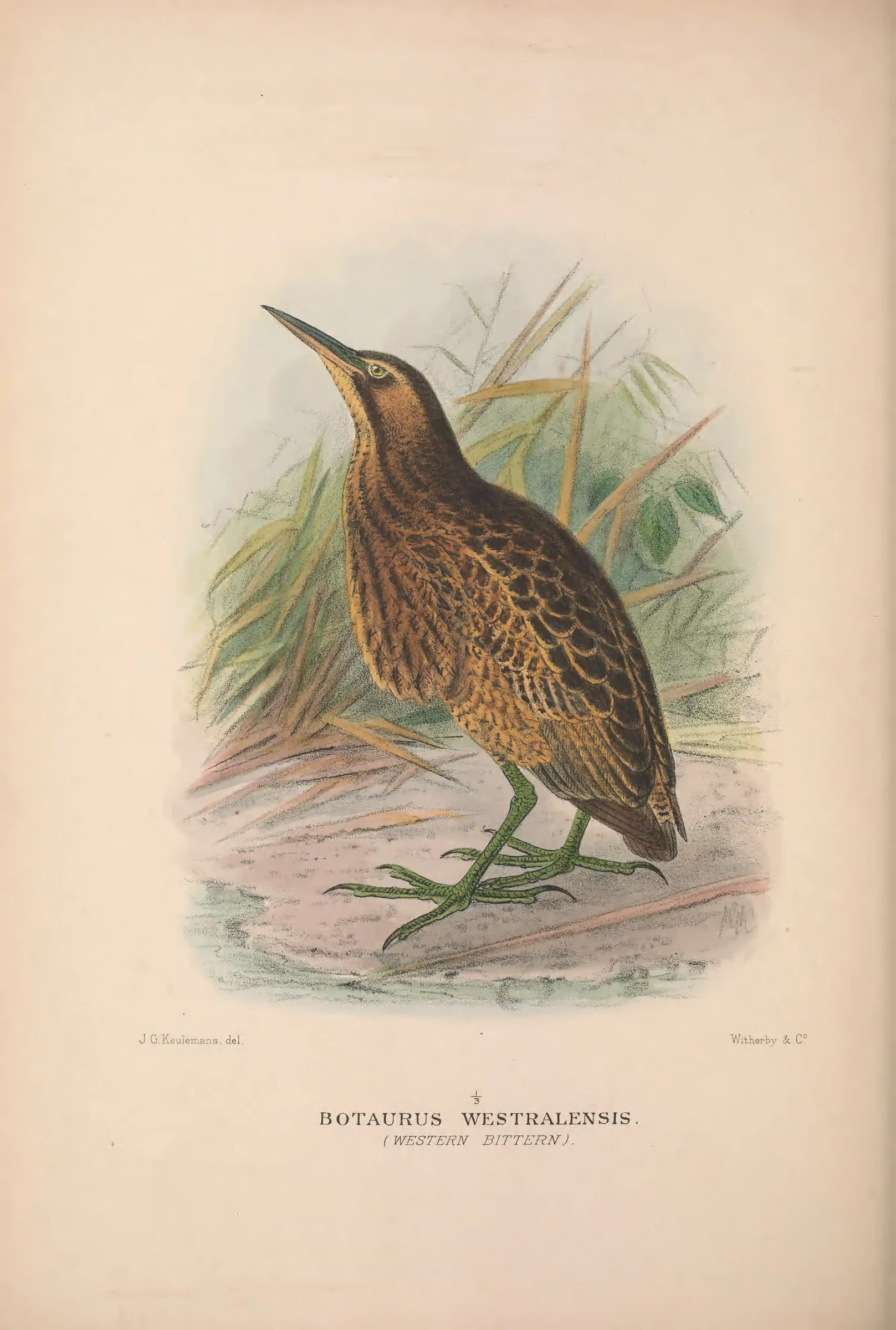 Historical bird plate: Australasian Bittern
