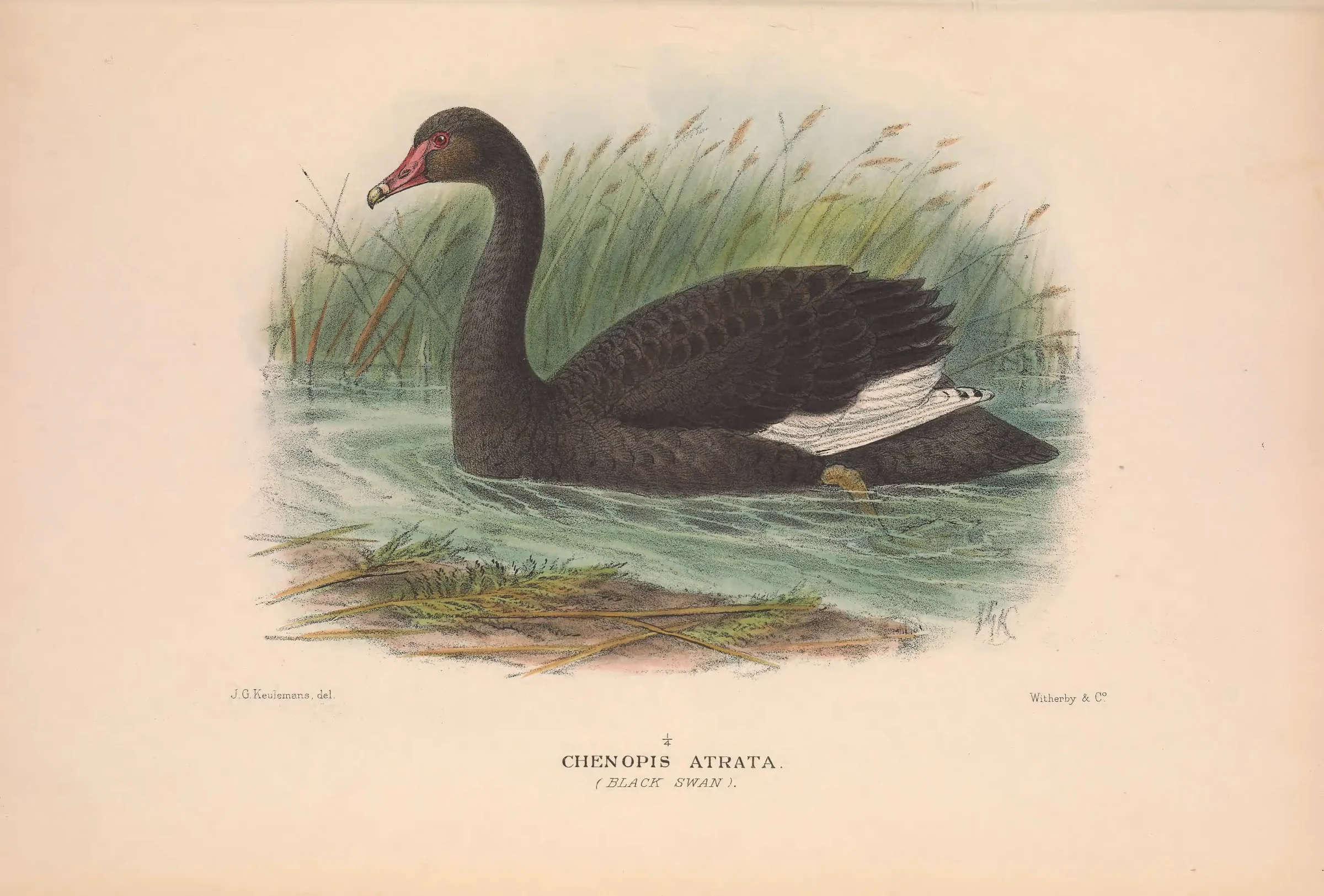Historical bird plate: Black Swan