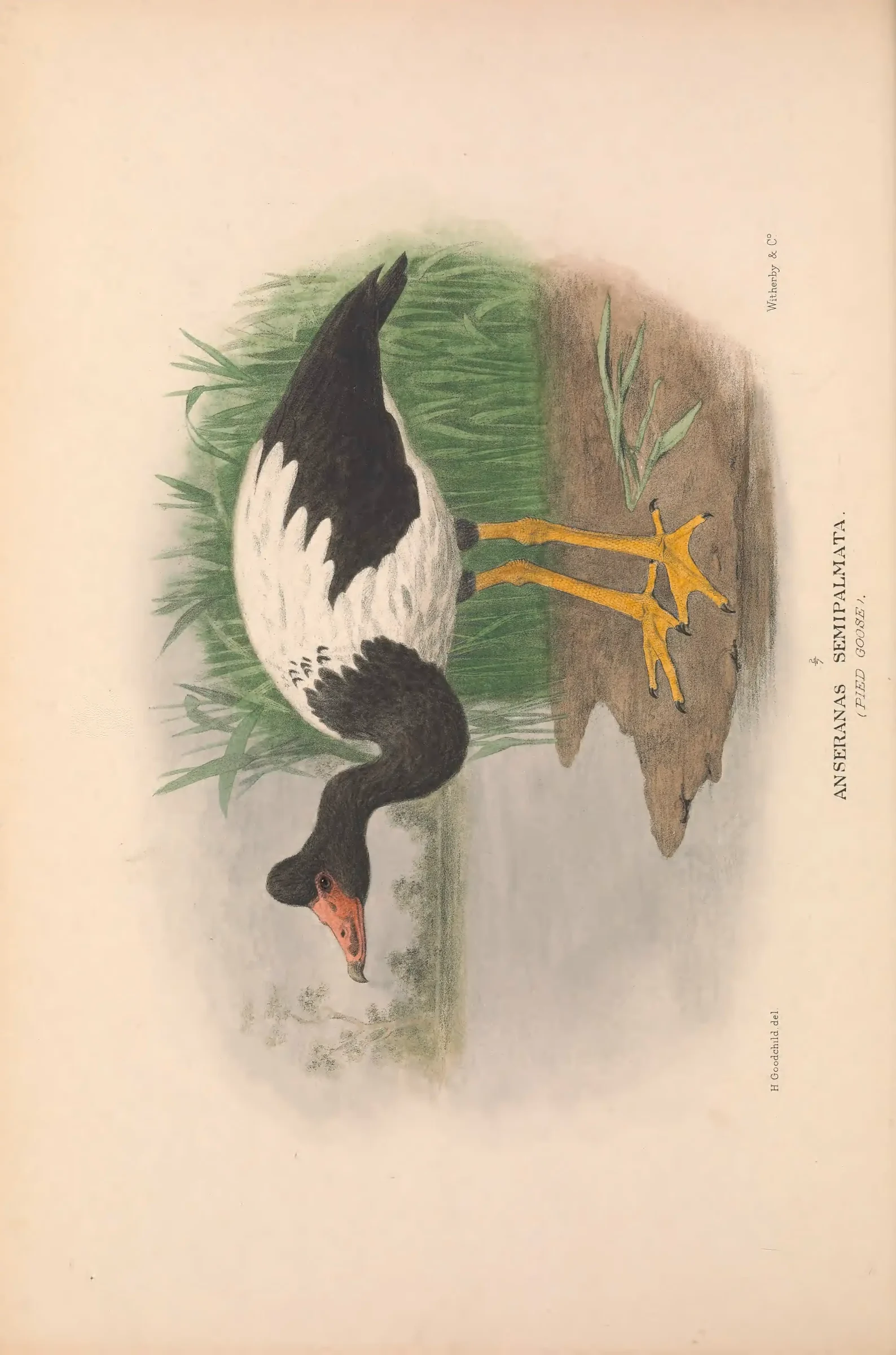 Unresolved historical bird plate from The Birds of Australia