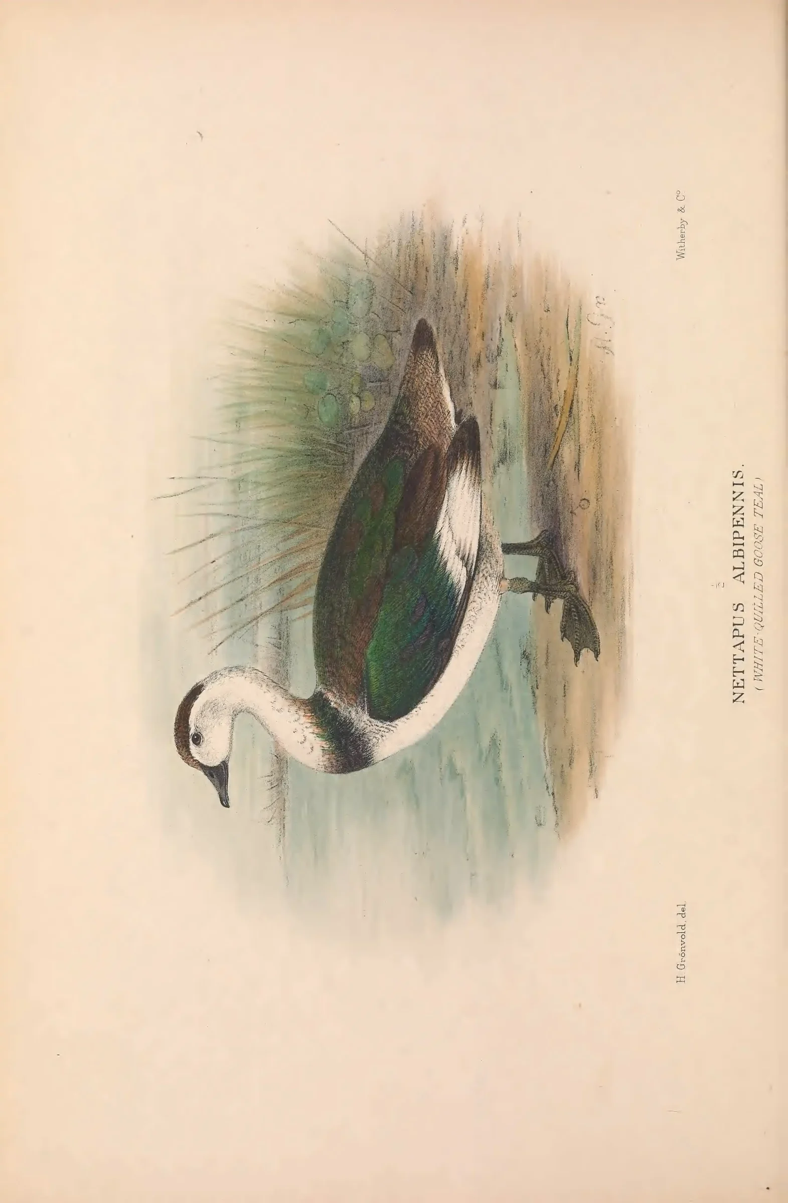 Unresolved historical bird plate from The Birds of Australia