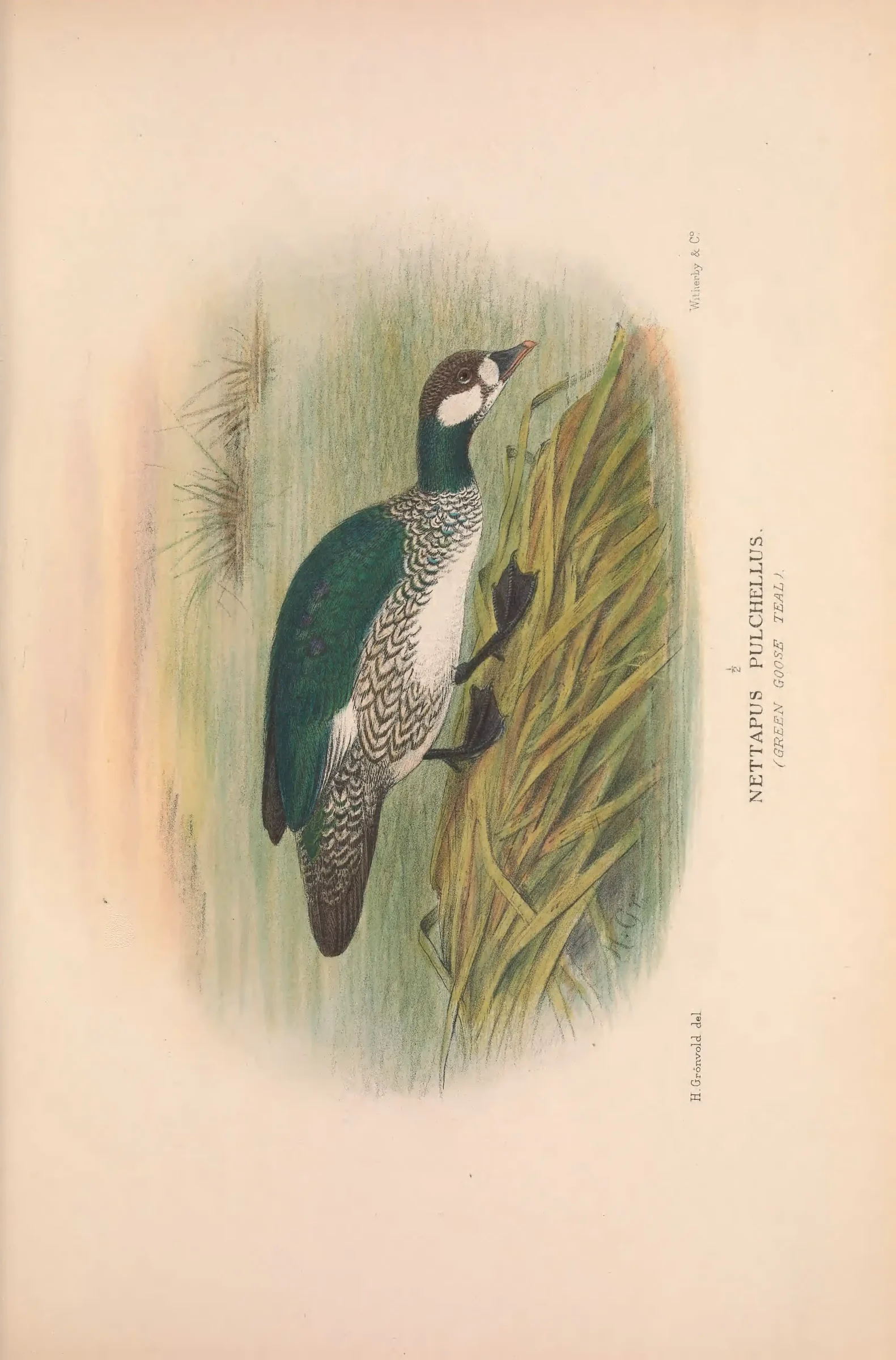 Unresolved historical bird plate from The Birds of Australia