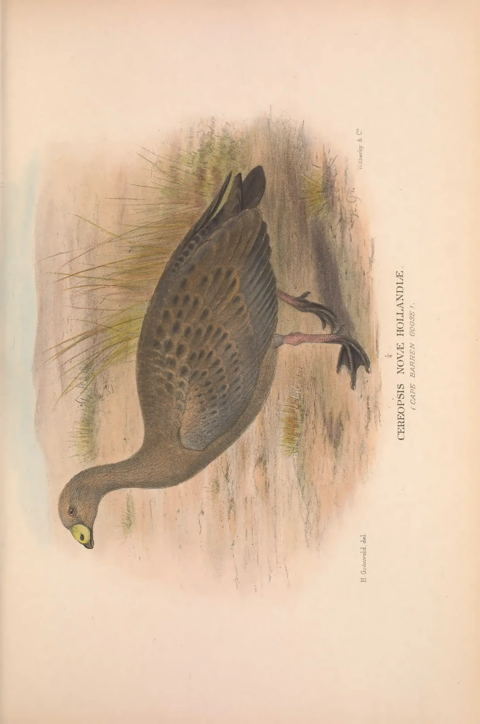 Unresolved historical bird plate from The Birds of Australia