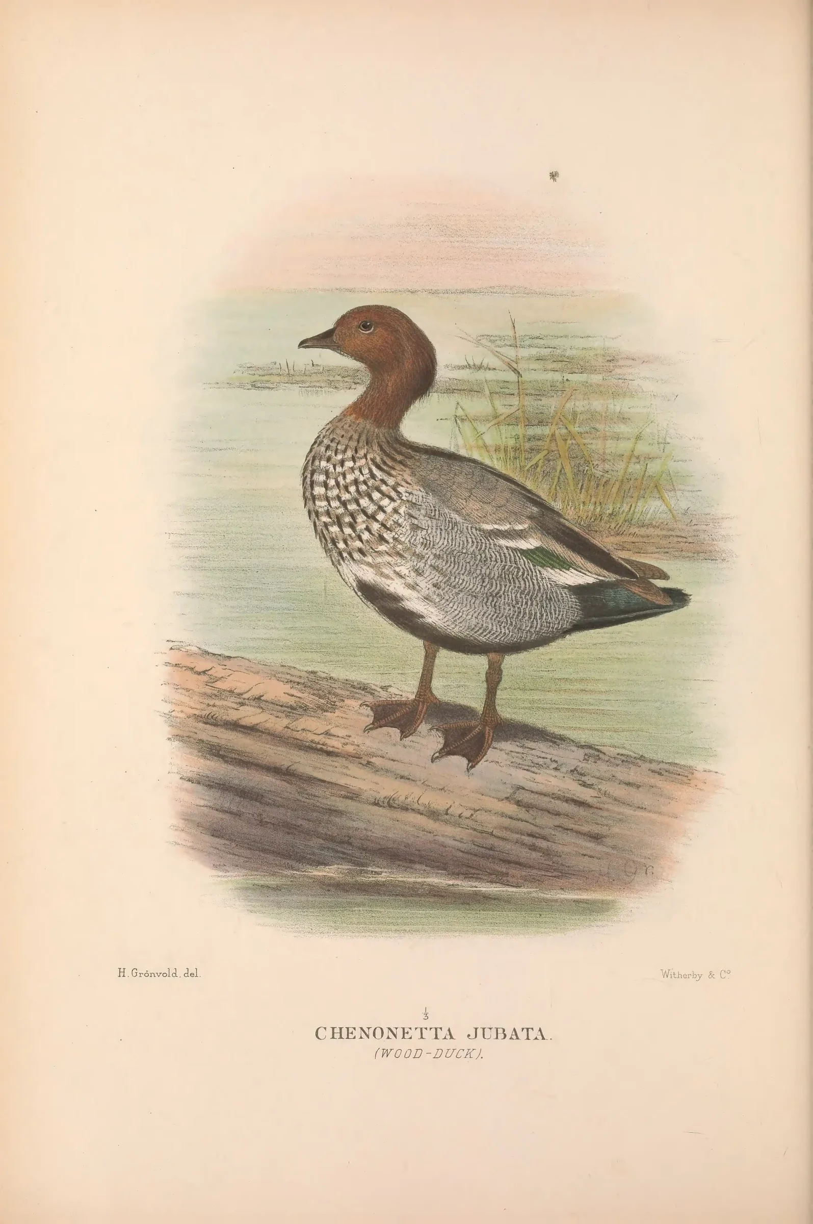 Historical bird plate: Maned Duck