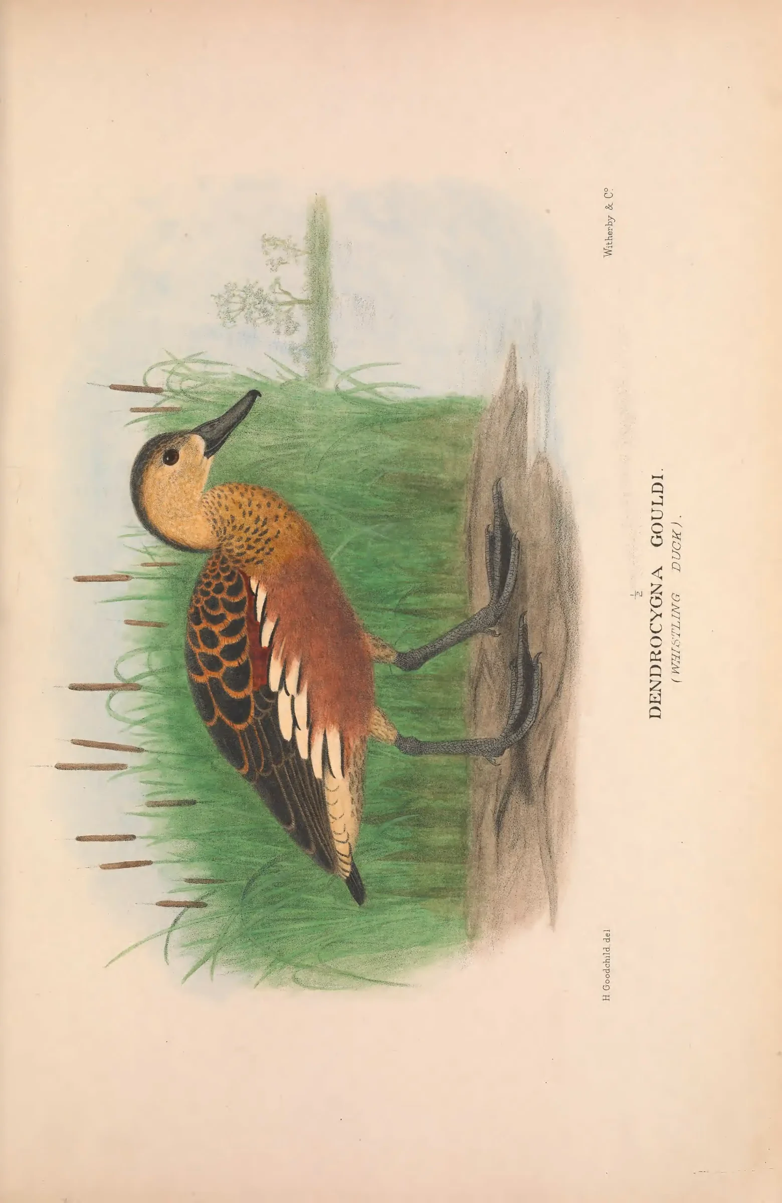 Historical bird plate: Plumed Whistling Duck