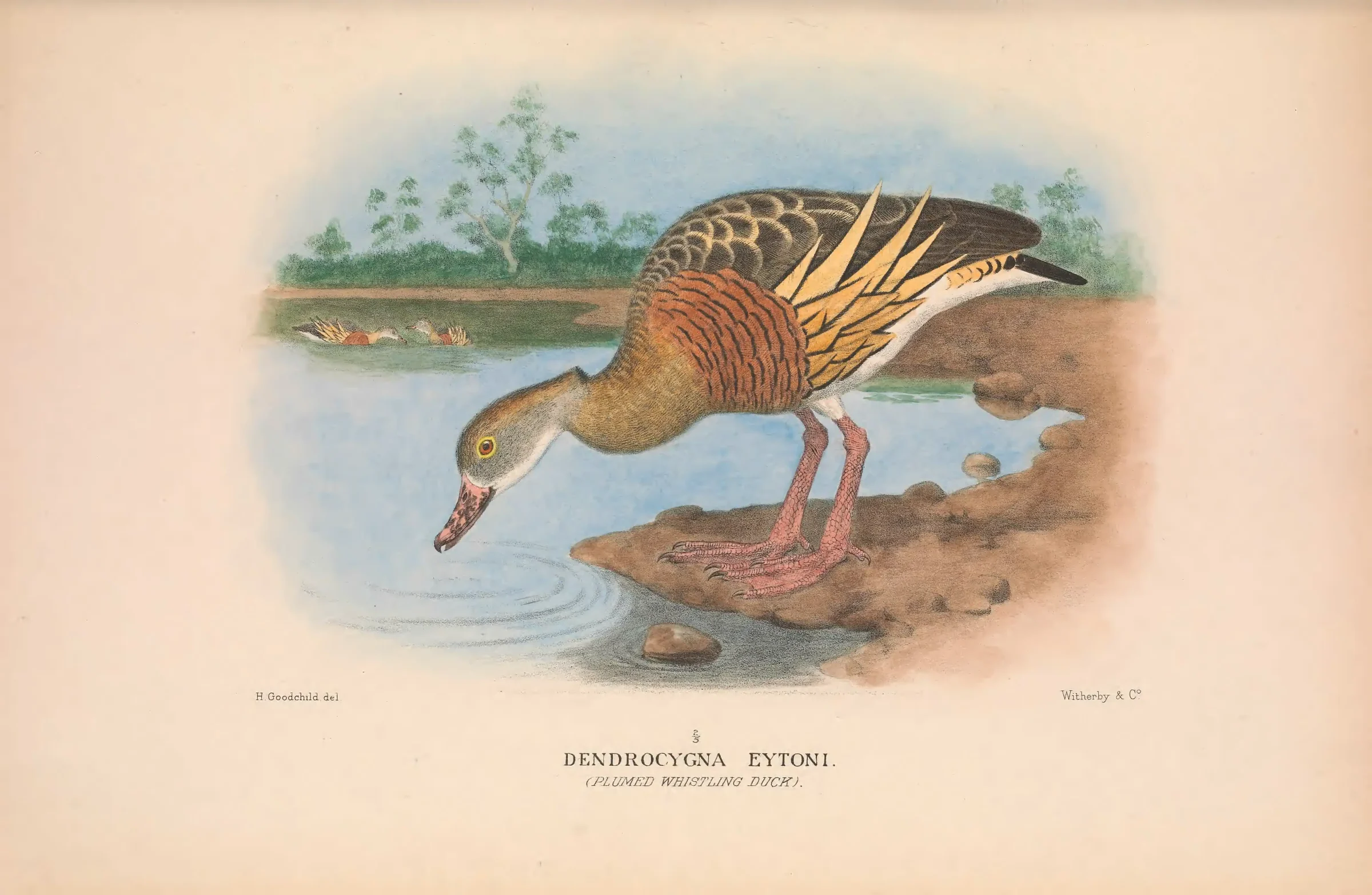 Historical bird plate: Plumed Whistling Duck