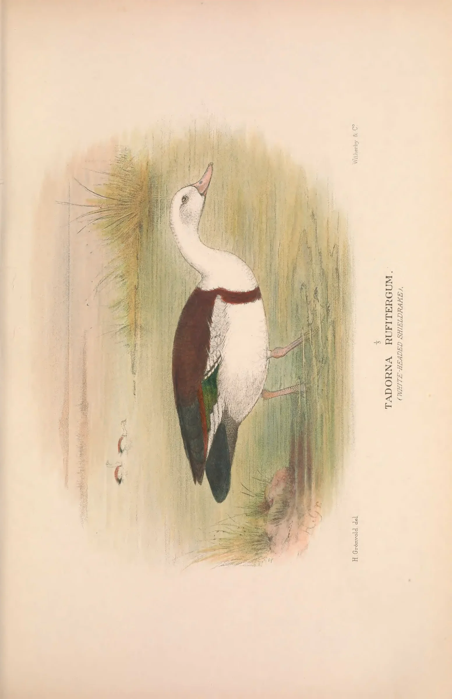 Historical bird plate: Identification needs research
