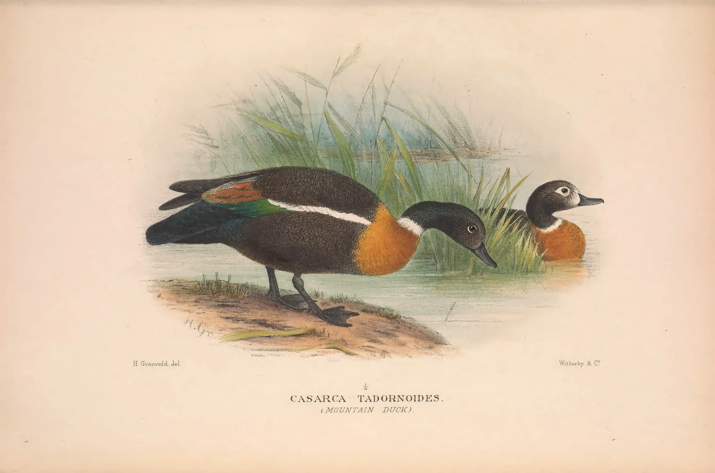Historical bird plate: Australian Shelduck