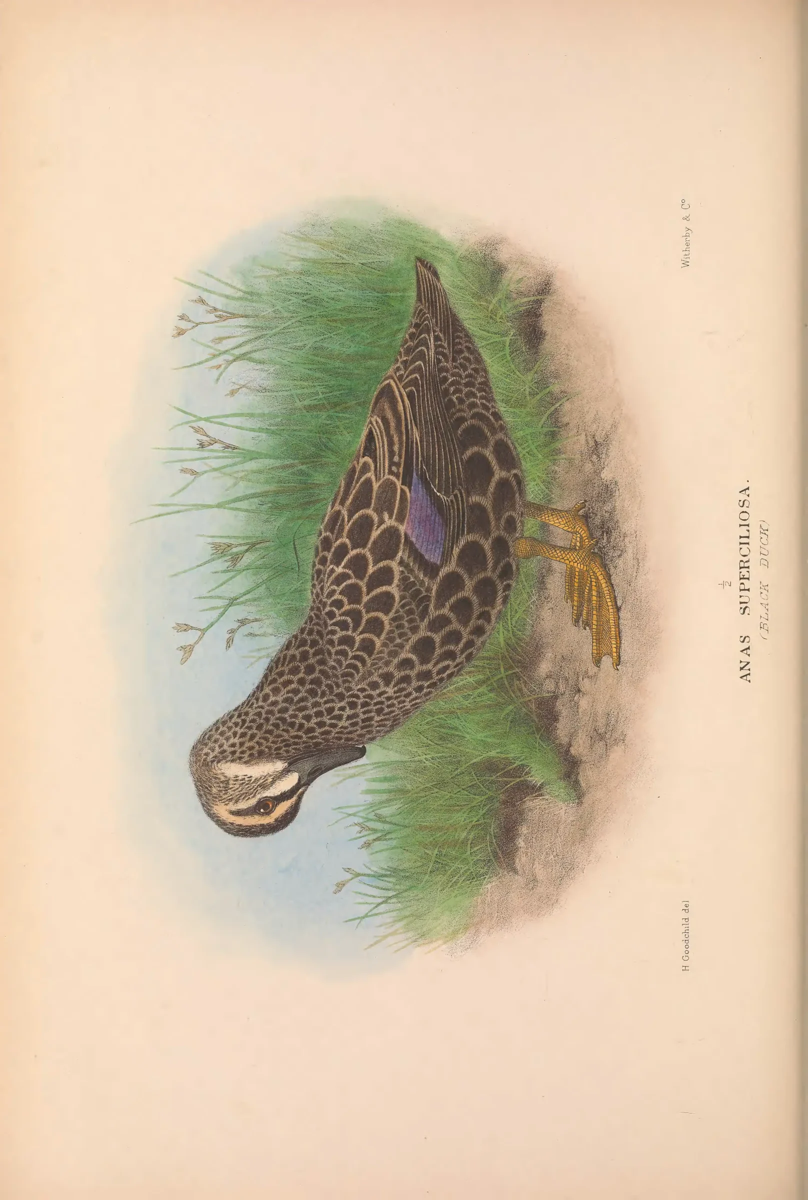 Historical bird plate: Identification needs research