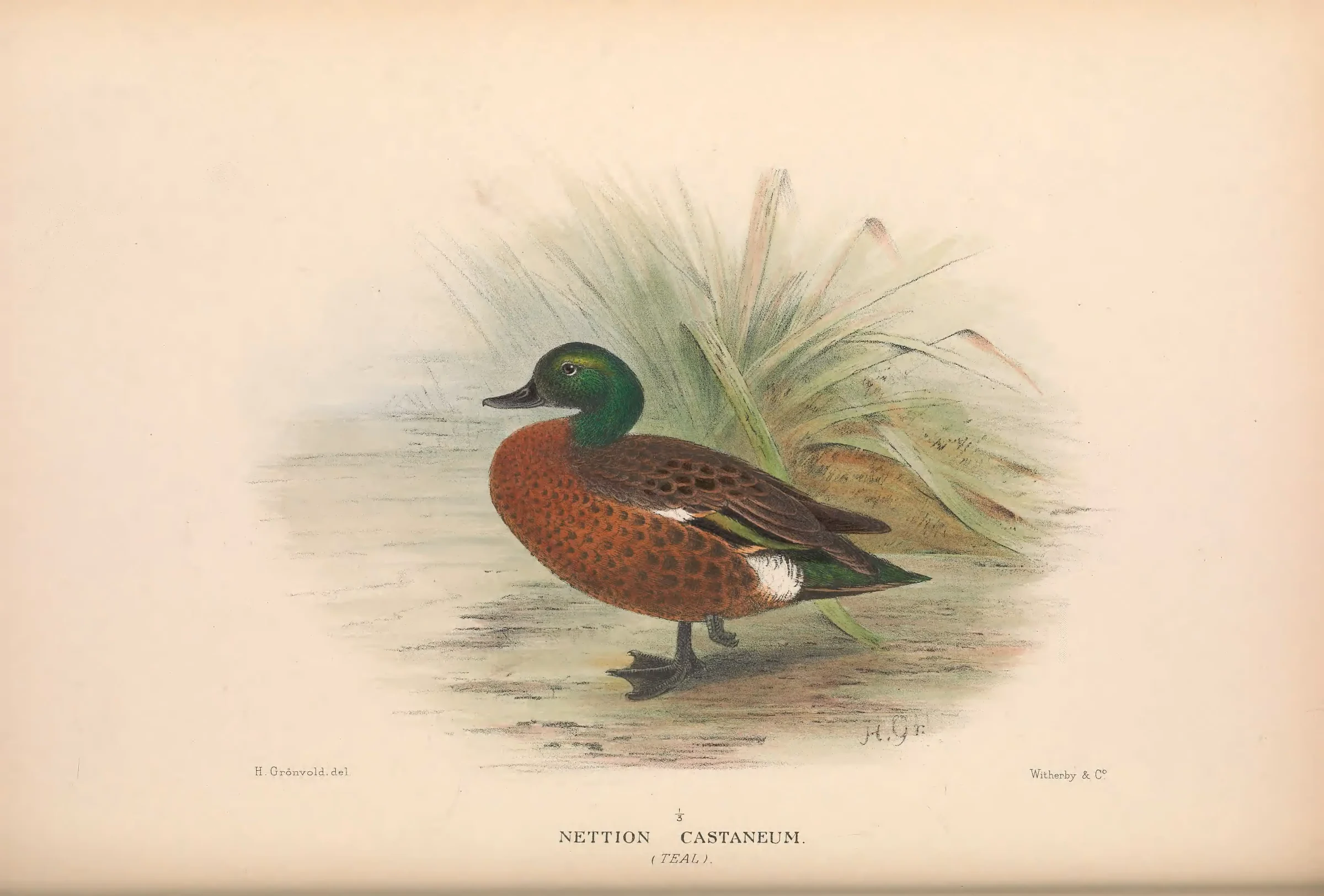 Historical bird plate: Chestnut Teal