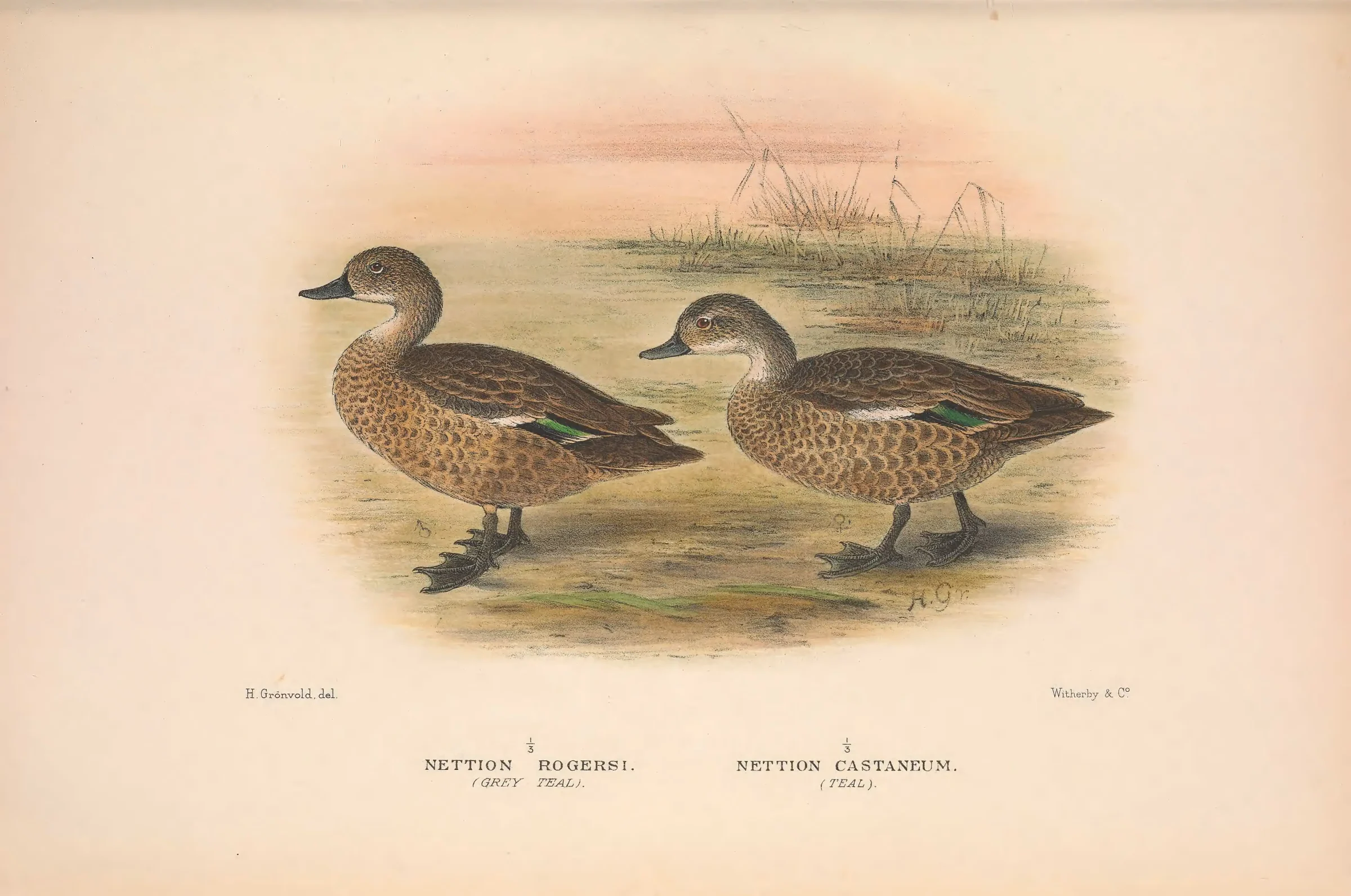 Historical bird plate: Chestnut Teal