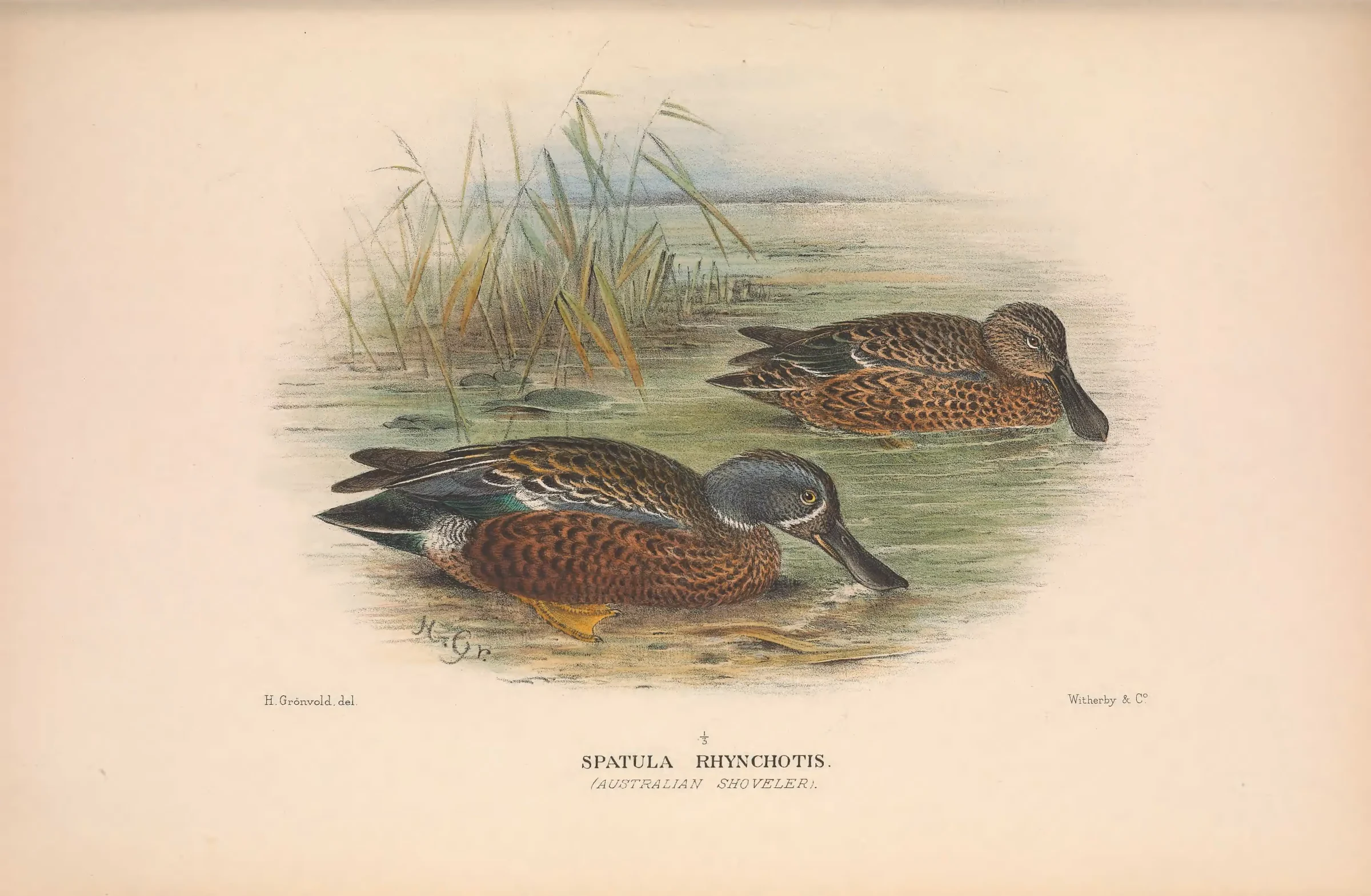 Historical bird plate: Australasian Shoveler