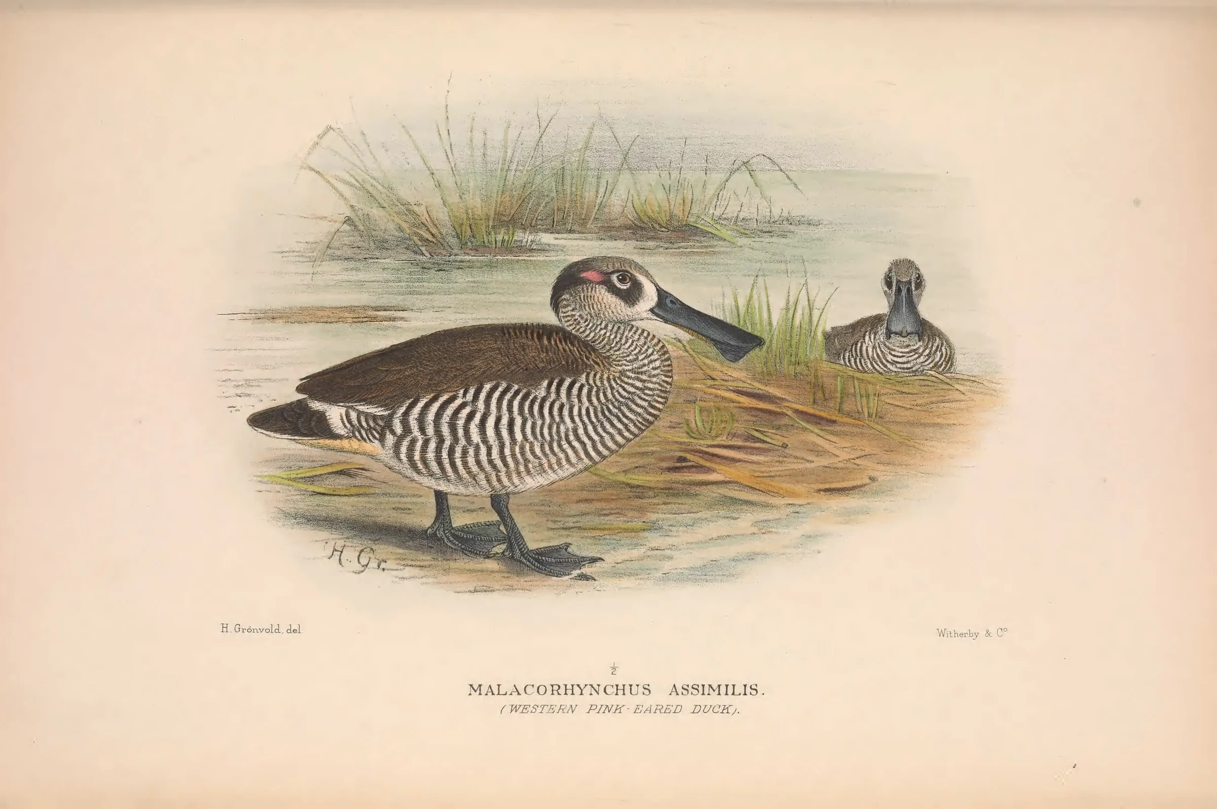 Historical bird plate: Pink-eared Duck