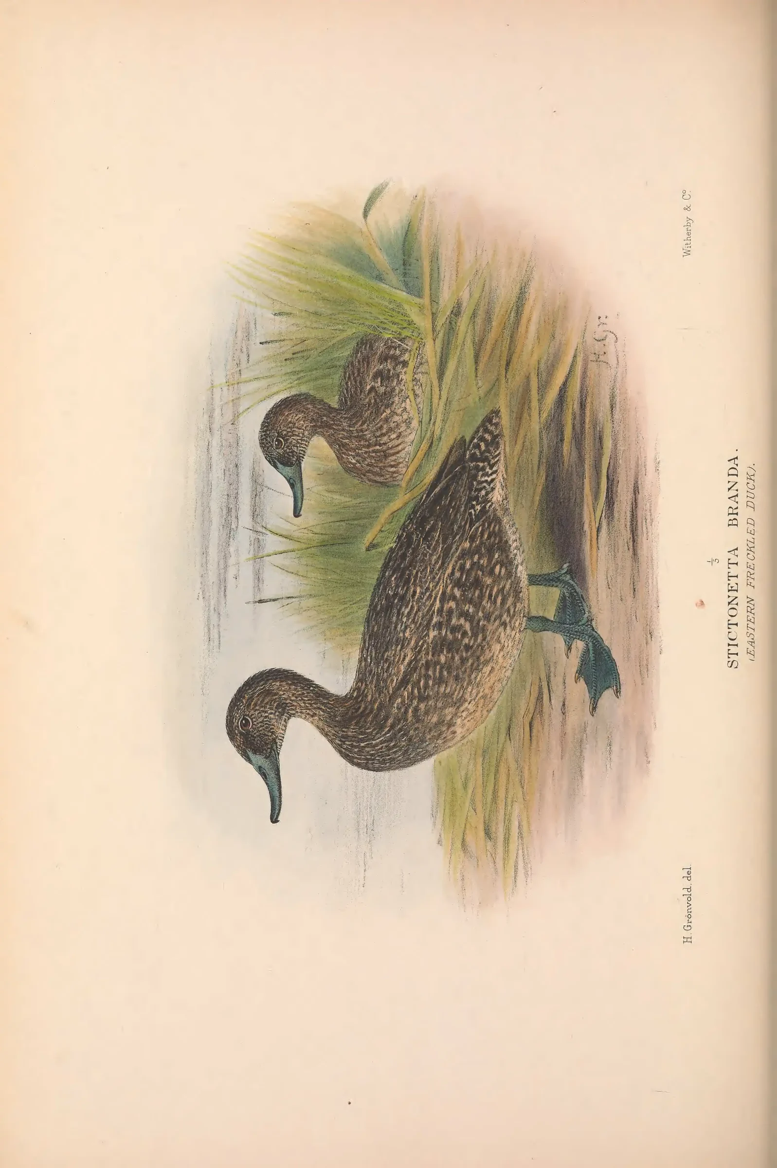 Historical bird plate: Identification needs research