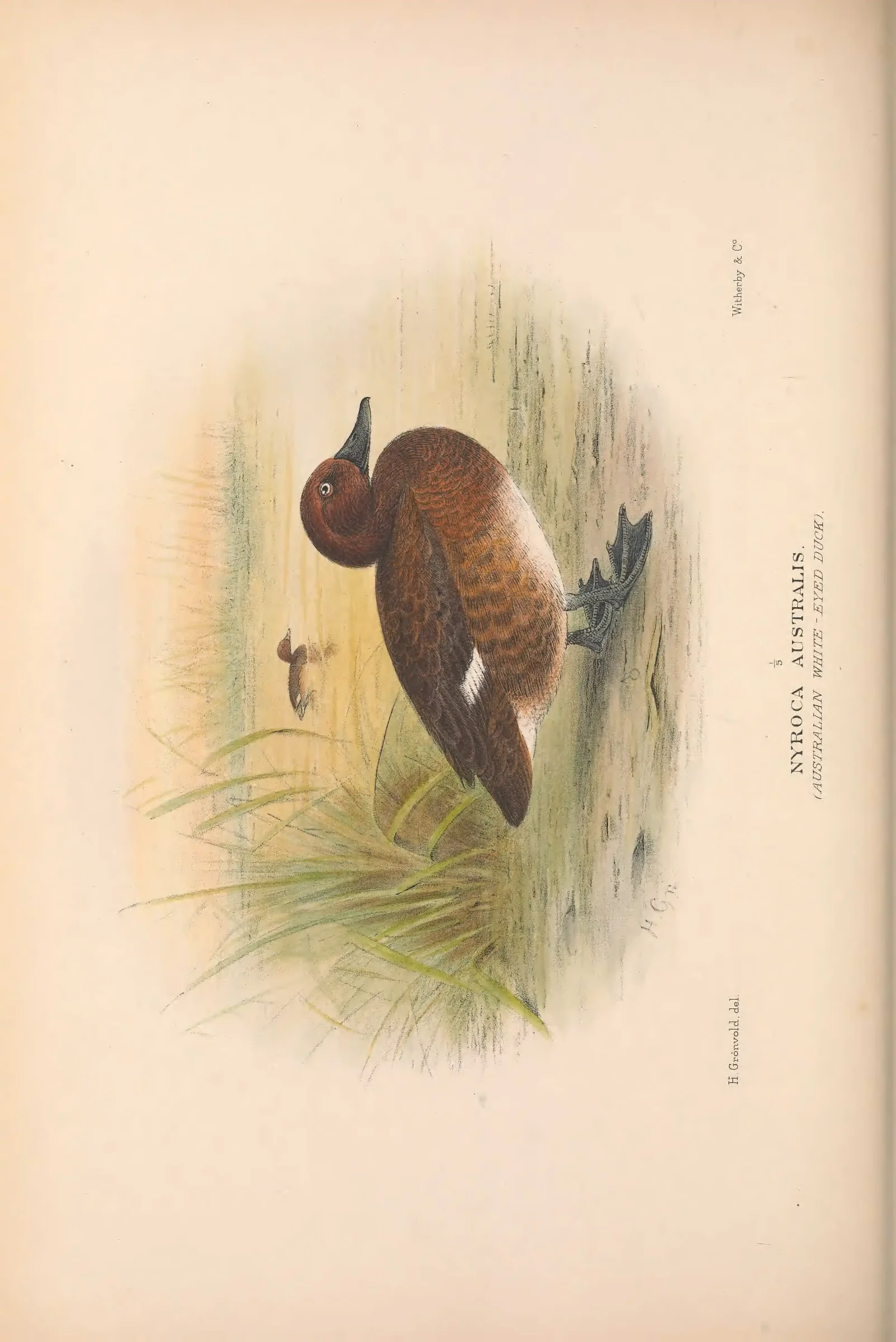 Historical bird plate: Identification needs research