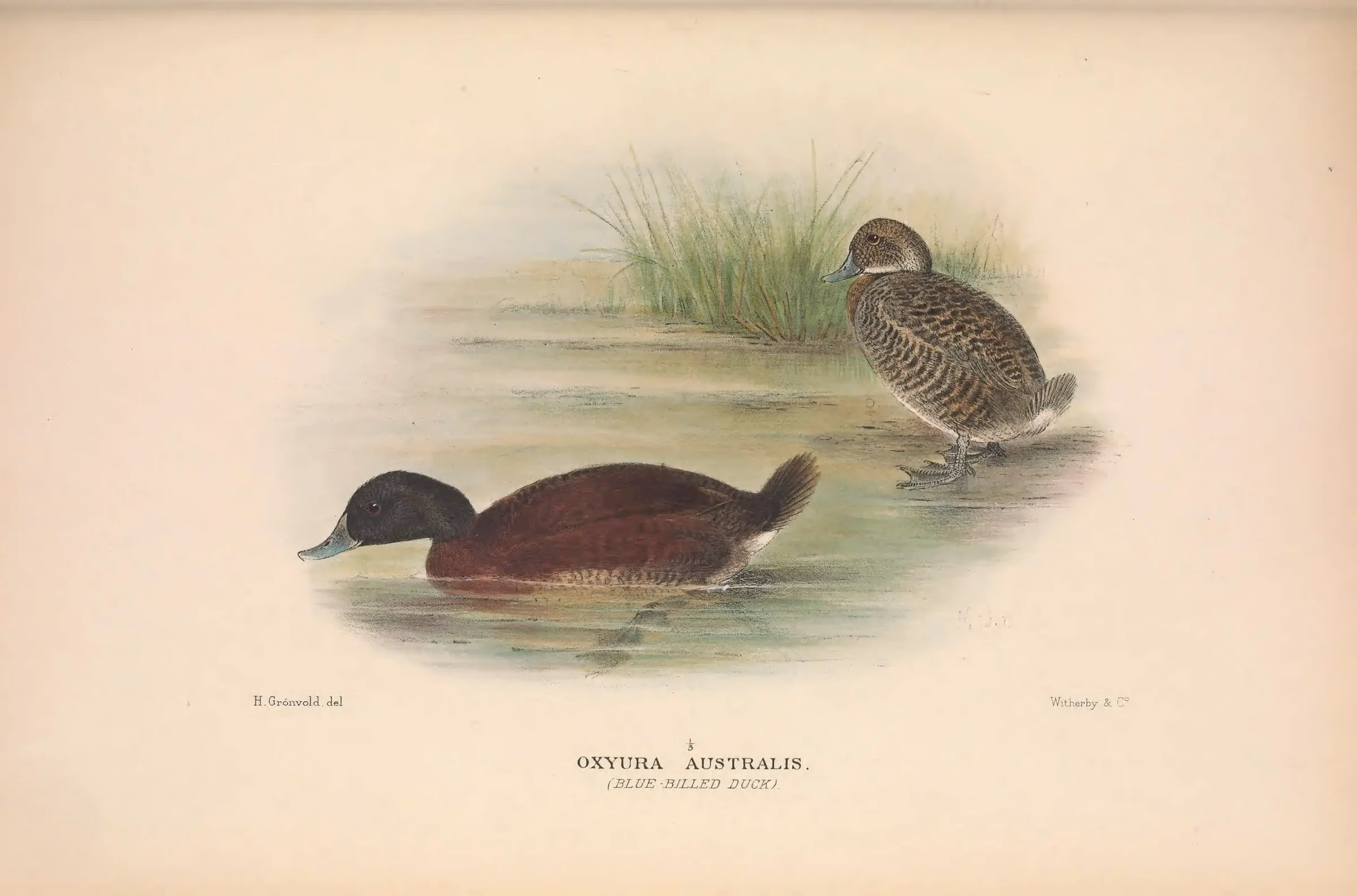 Historical bird plate: Blue-billed Duck