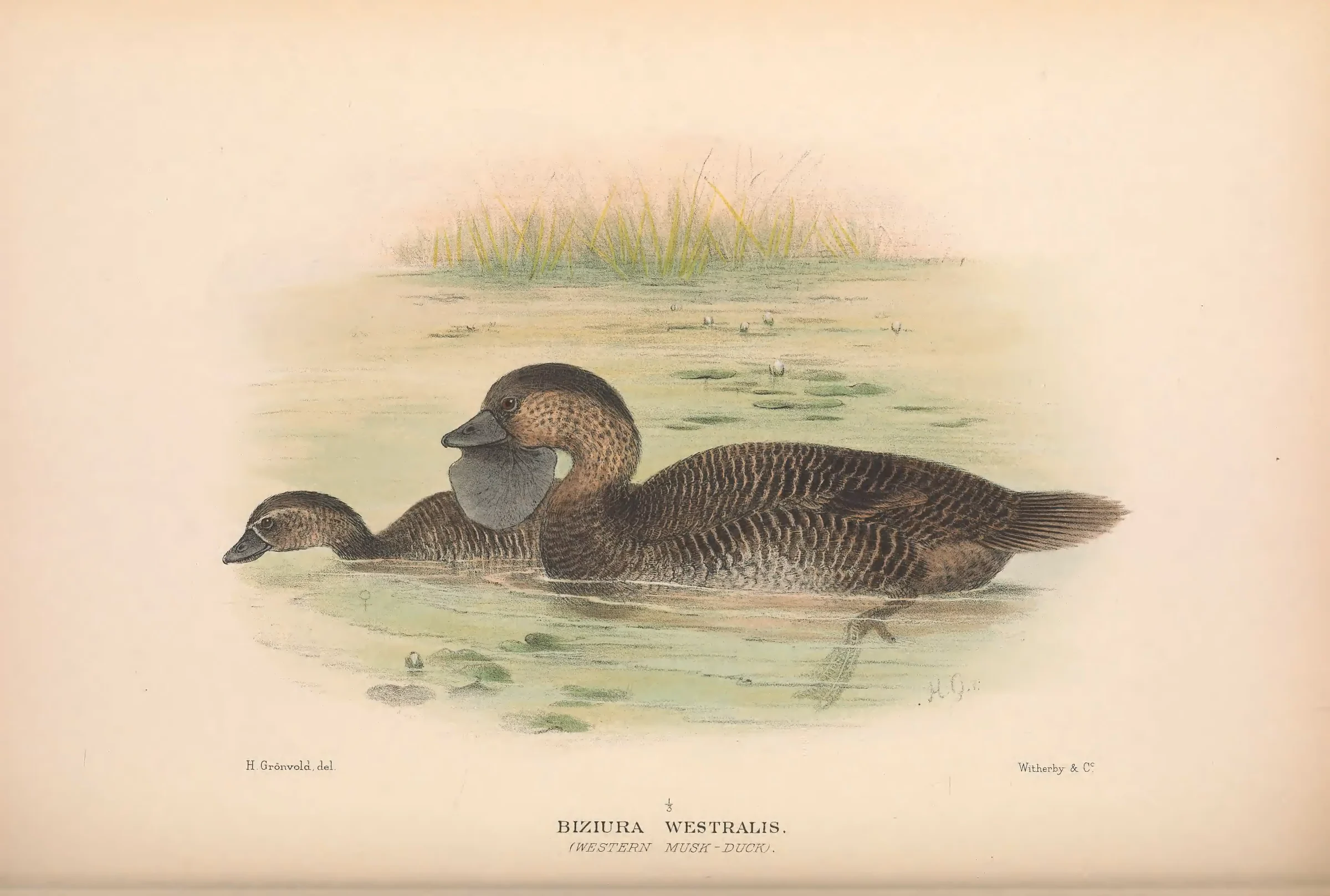 Historical bird plate: Musk Duck