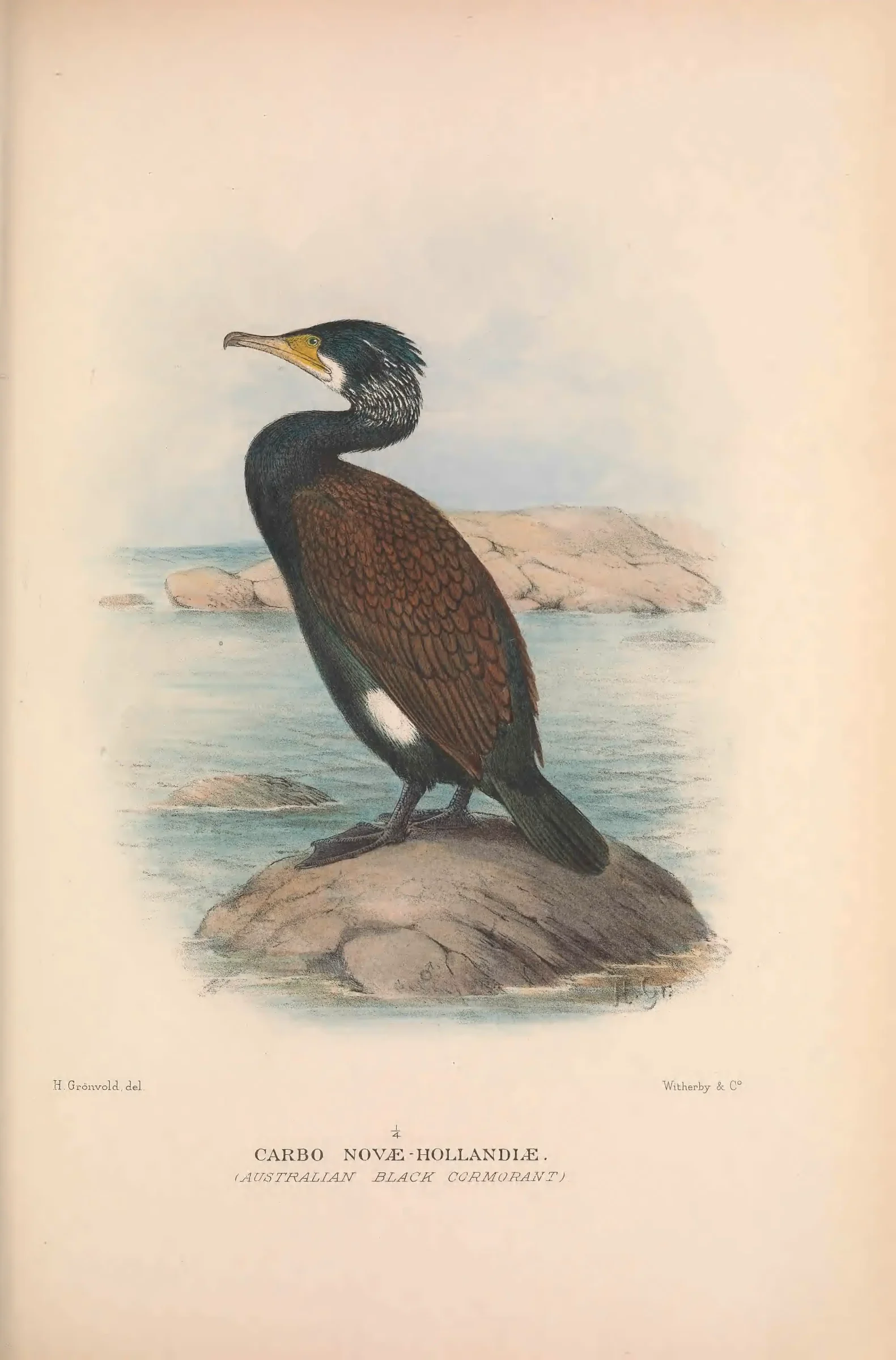 Historical bird plate: Identification needs research