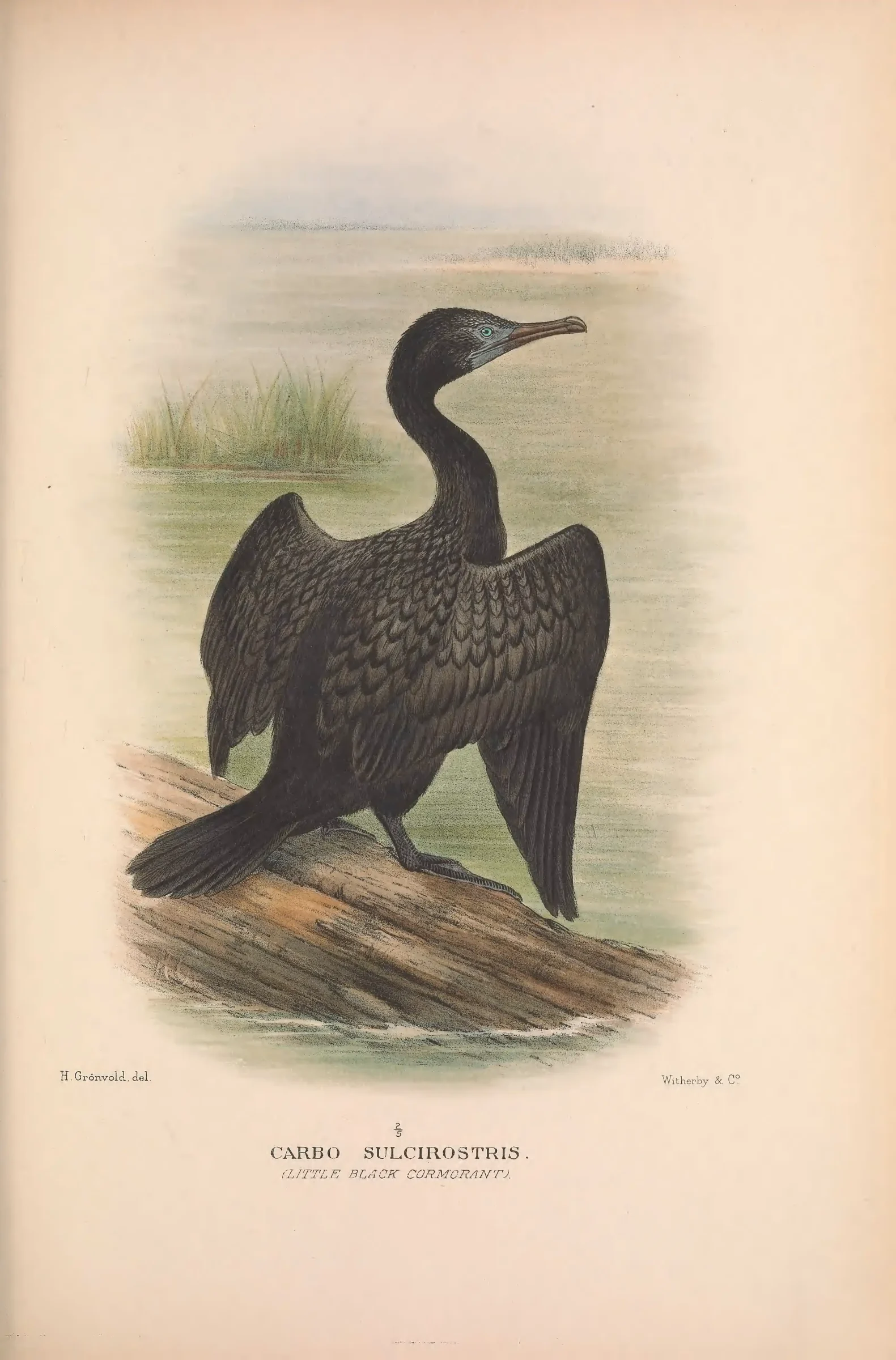 Historical bird plate: Little Black Cormorant
