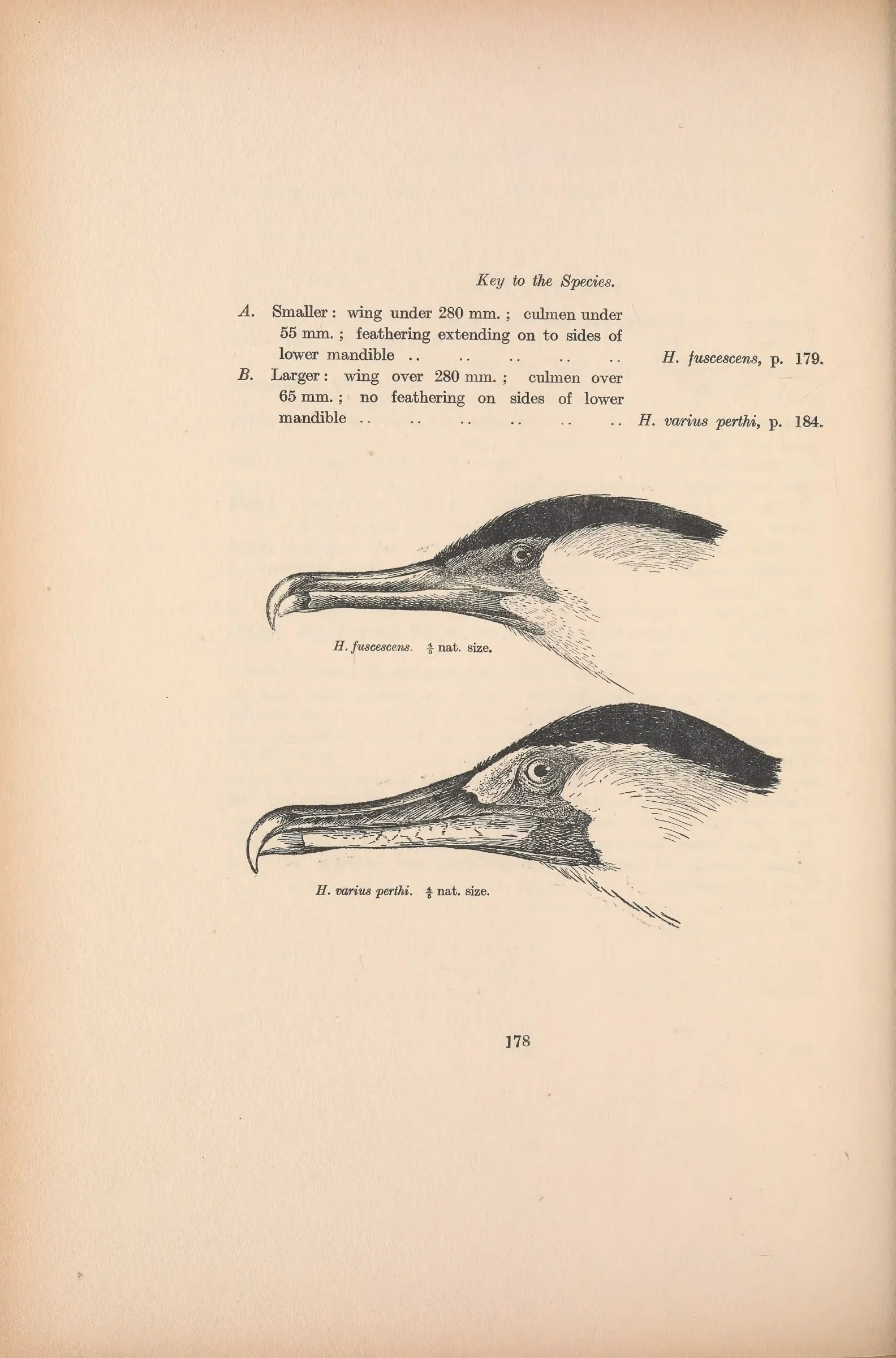 Historical bird plate: Black-faced Cormorant